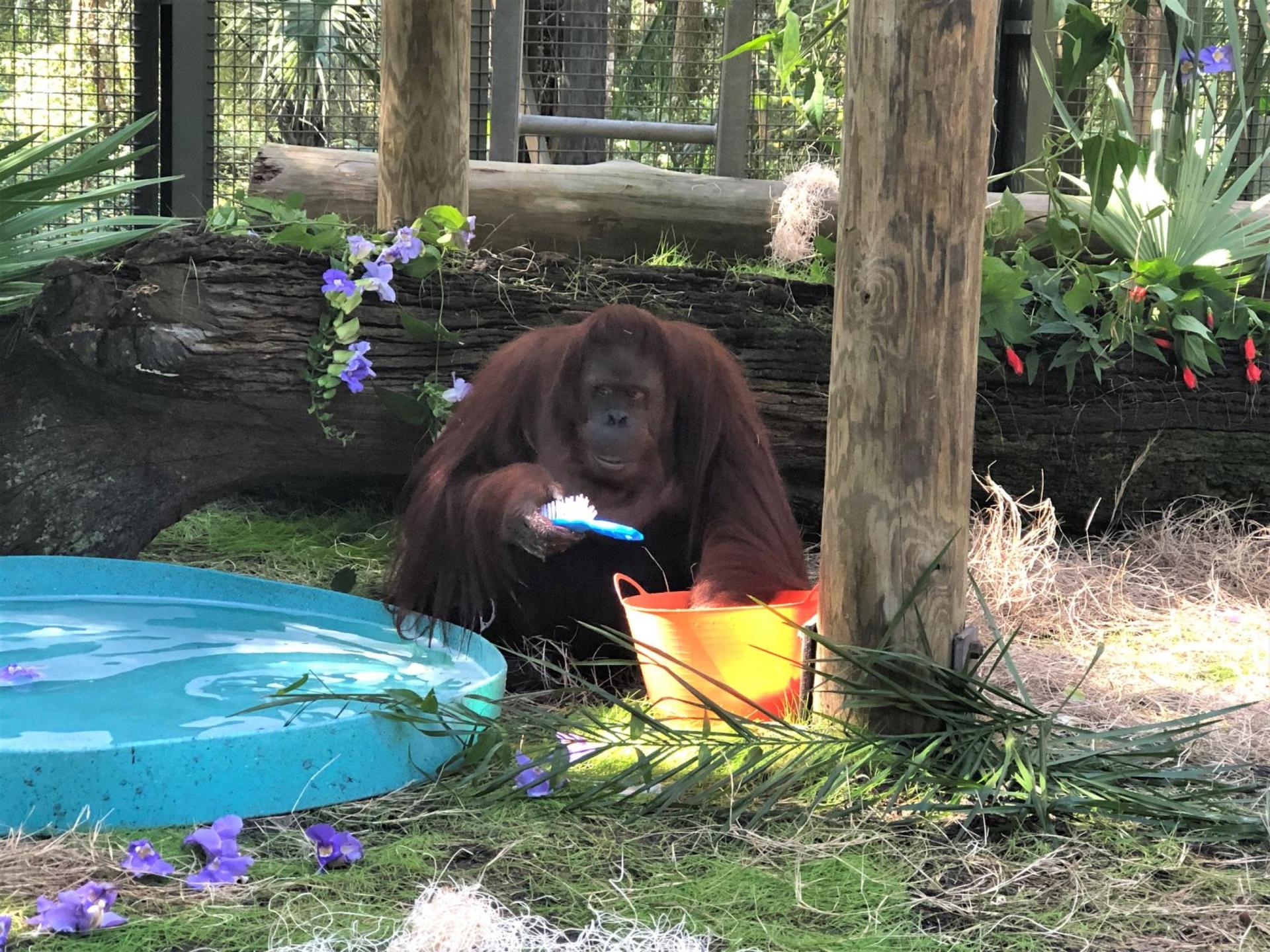 Sandra the orangutan in her new home, the Florida Center for Great Apes, Nov. 12, 2019.