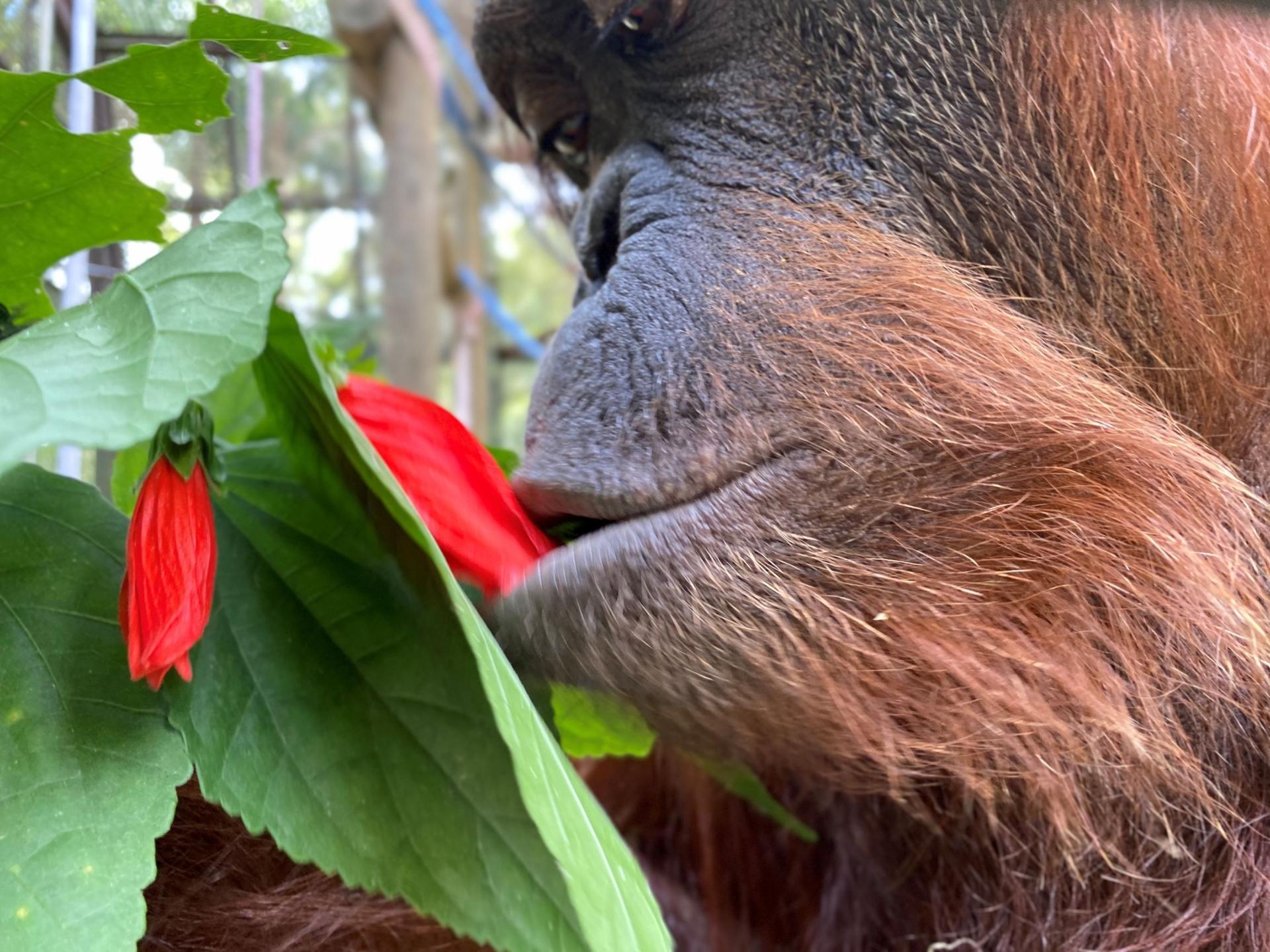 Sandra the orangutan tastes a wild hibiscus, Nov. 12, 2019.