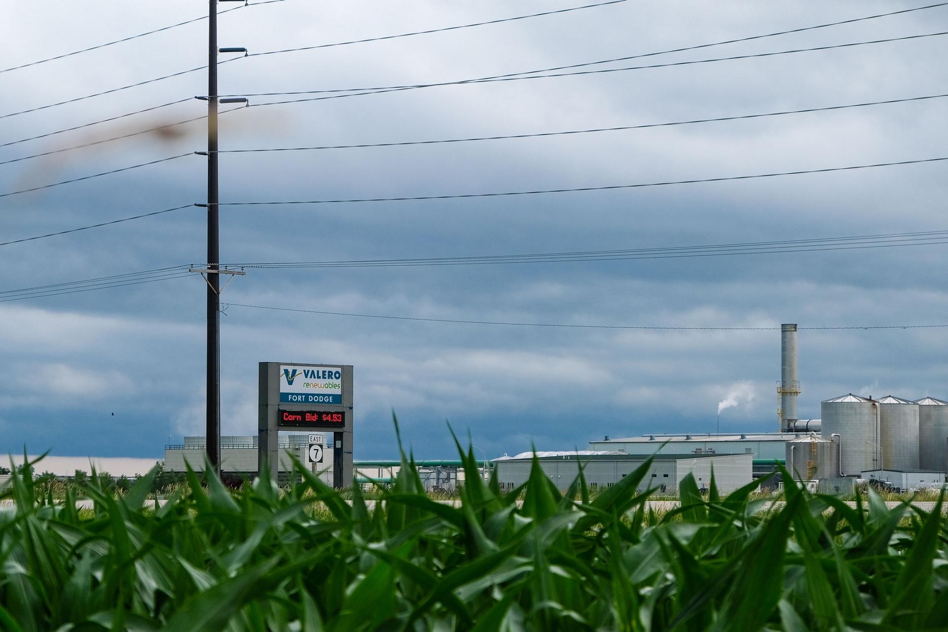 Young green corn is seen in the nearground with a sign for Valero ethanol in the background.