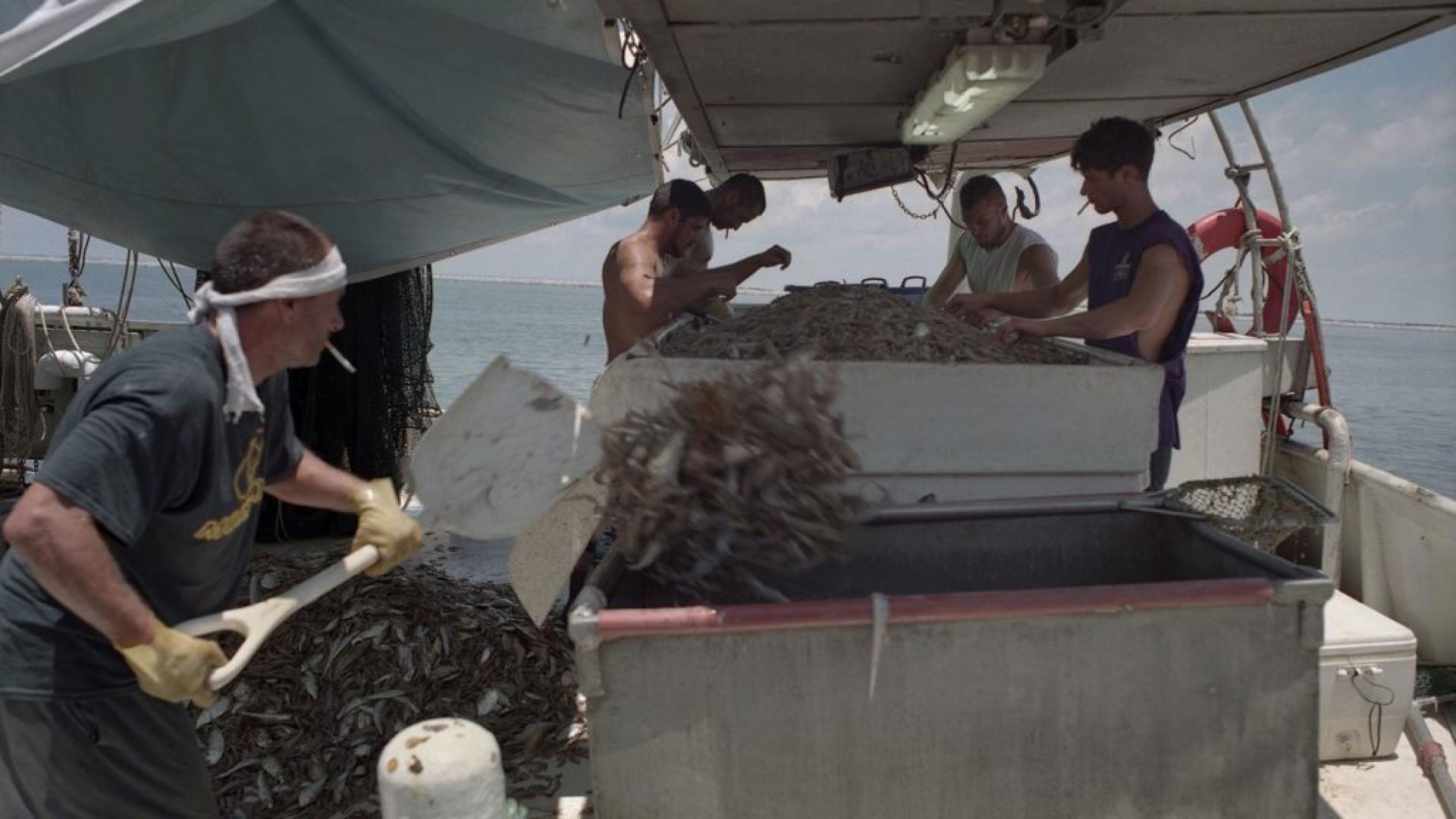 Several men are shown on a boat processing shrimp with one man using a shovel. 