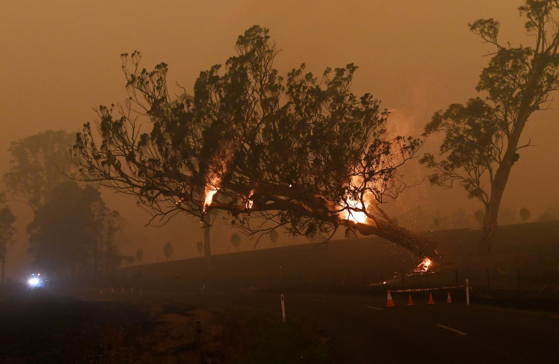 A burning gum tree is felled to stop it from falling on a car in Australia.