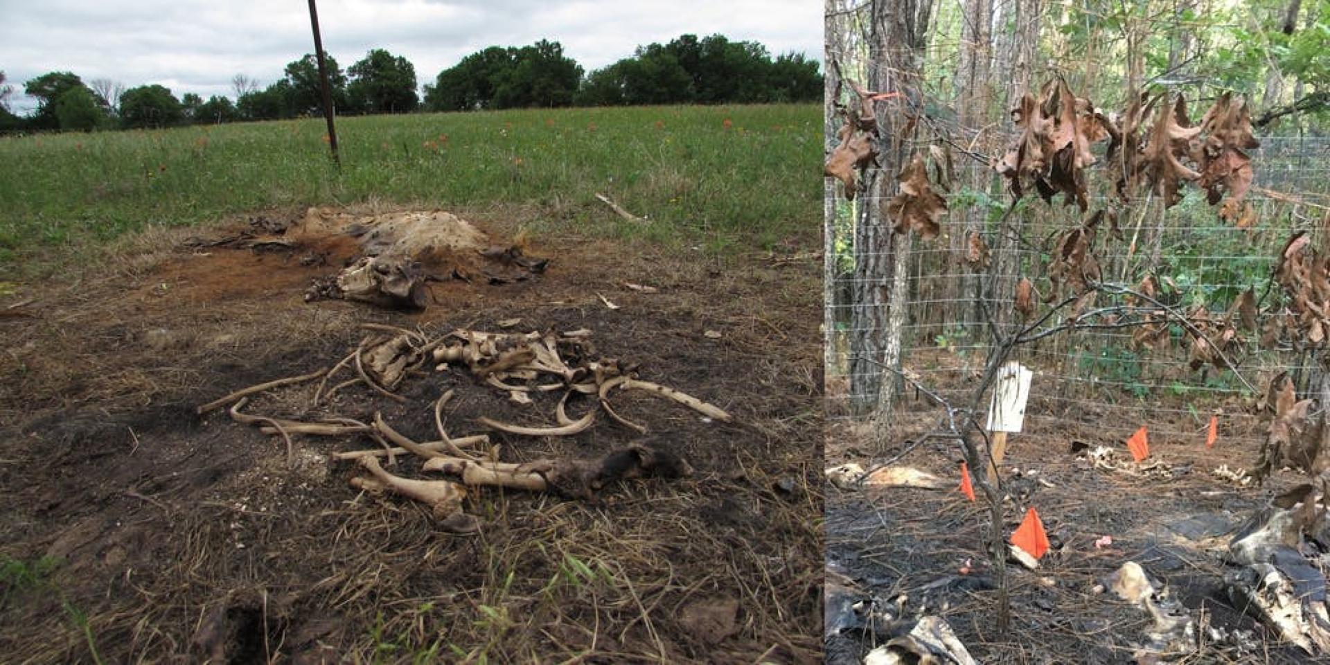 Only bones and fur remained a few weeks after a simulated MME (left). Chemicals leached into the soil during decomposition create a "cadaver island," killing plants and trees (right).