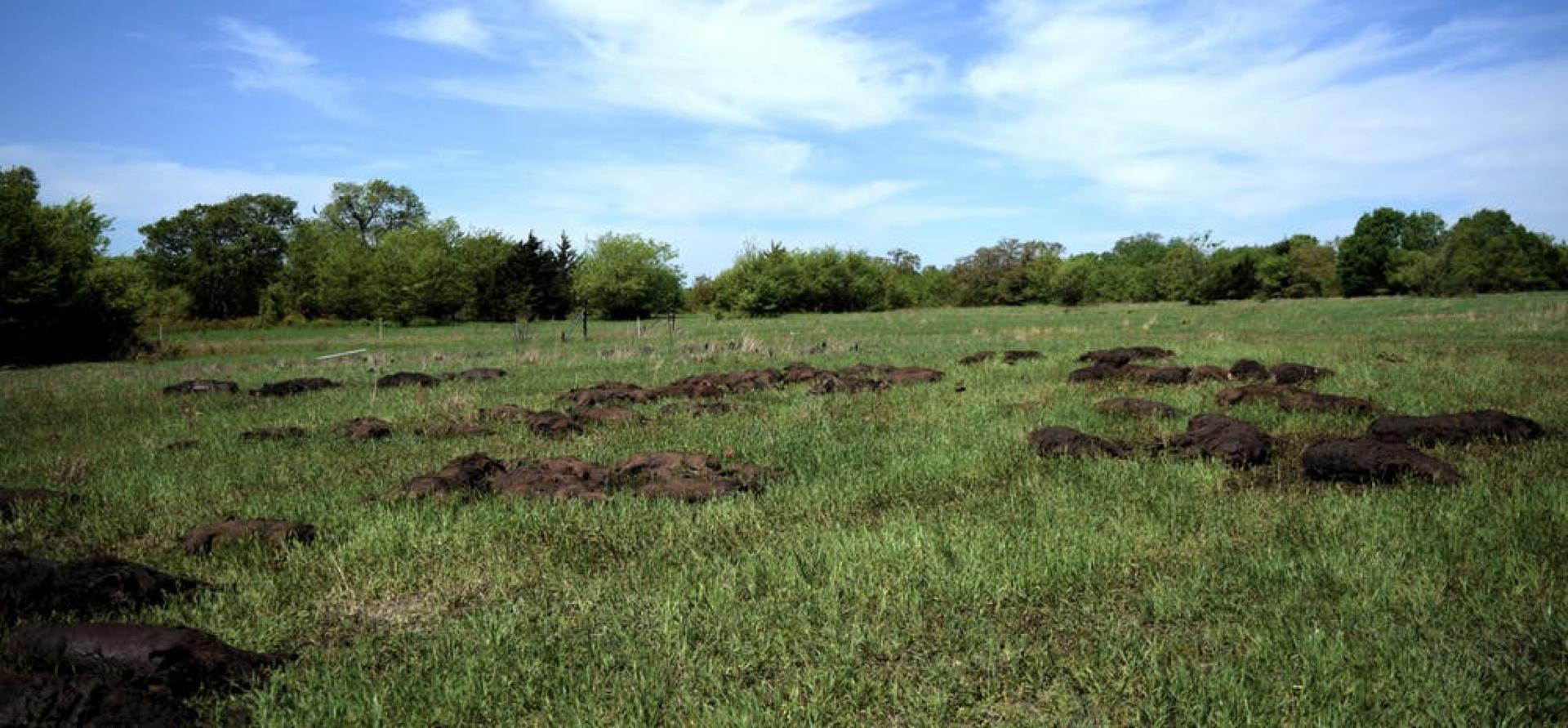 Trappers donated nearly 15,000 pounds of feral swine carcasses to simulate mass mortality events in Oklahoma in 2019. 