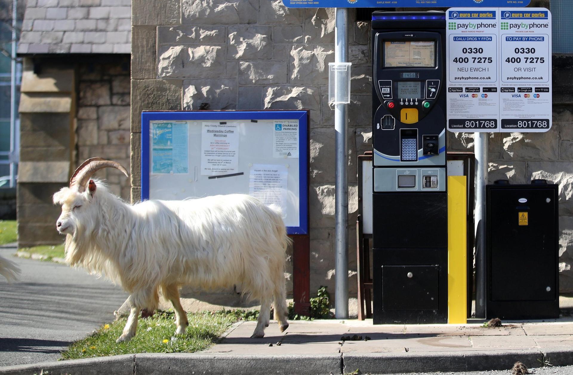 A white goat walks by a parking meter.