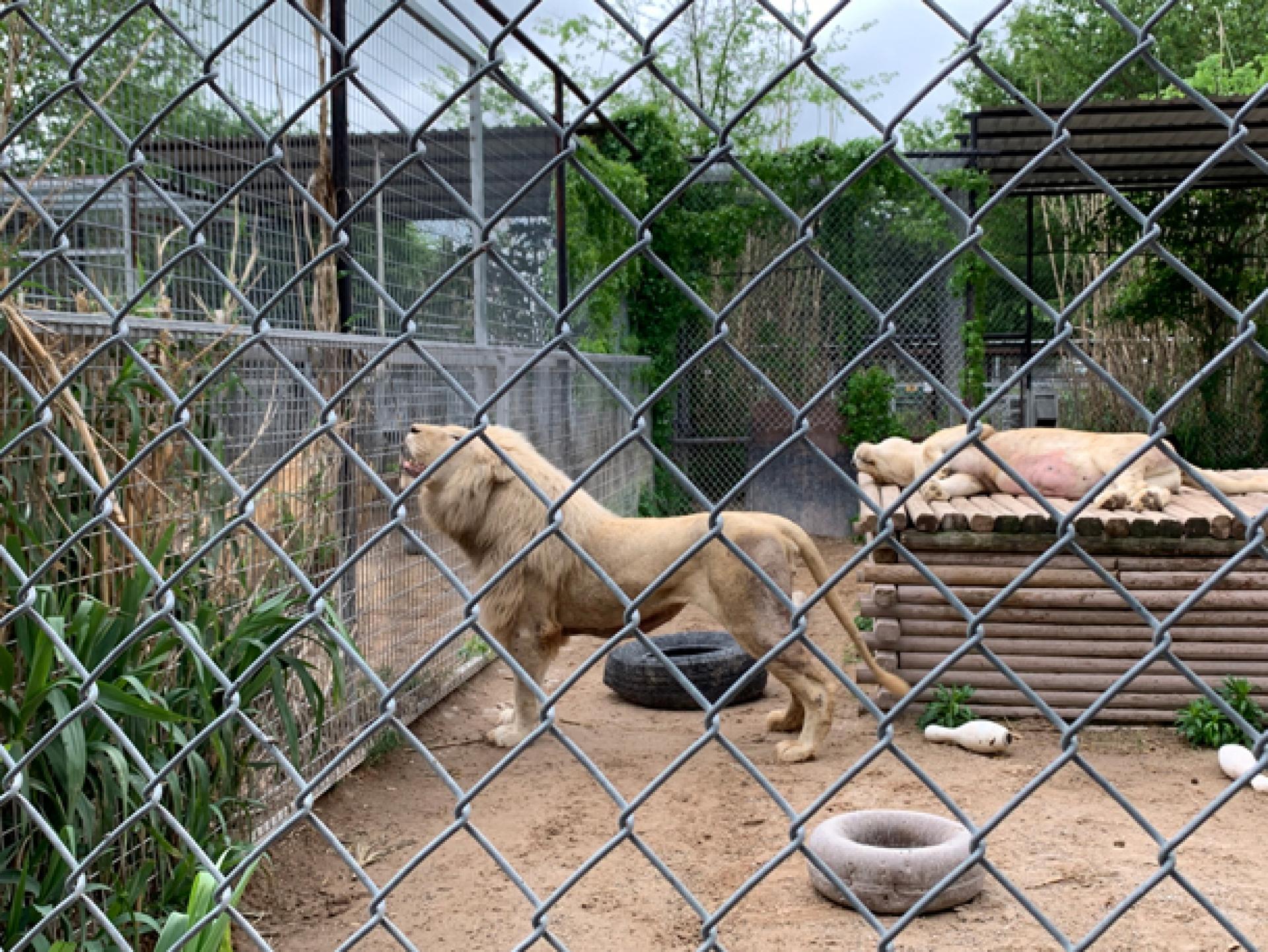 Lions in a roadside zoo