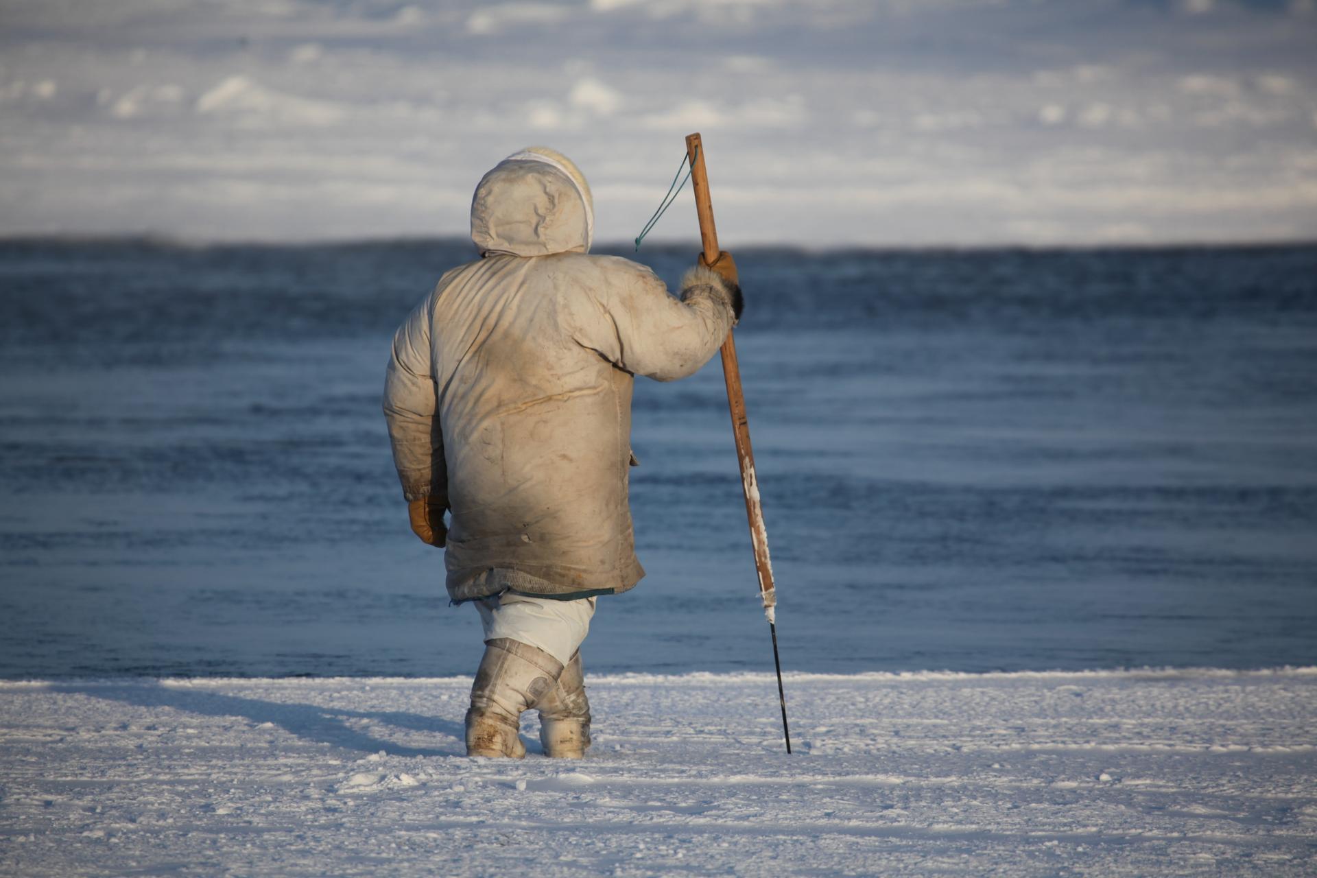 A hunter wearing a white jacket uses his harpoon to check the thickness of the ice for safety while crossing. 