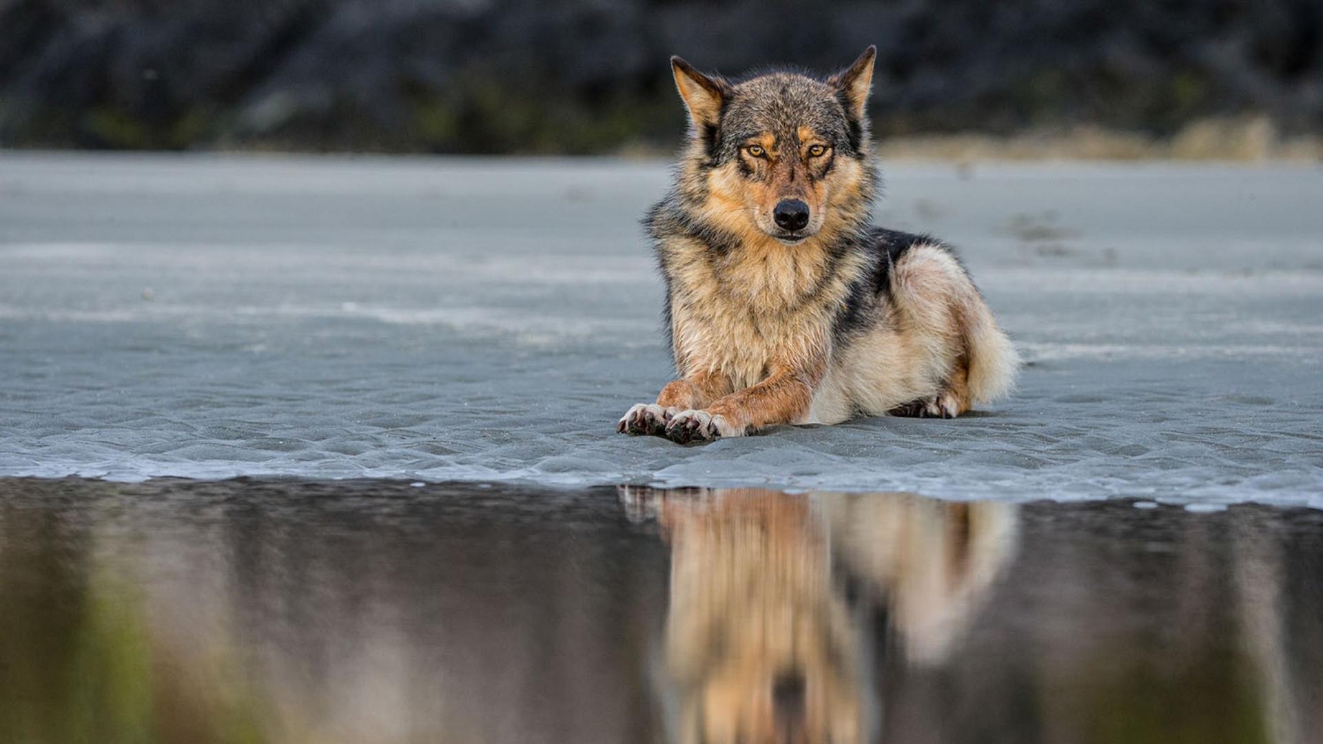 Sightings of the elusive coastal wolves are usually rare, with many visitors only finding foot prints or hearing calls but not actually spotting the animals. 