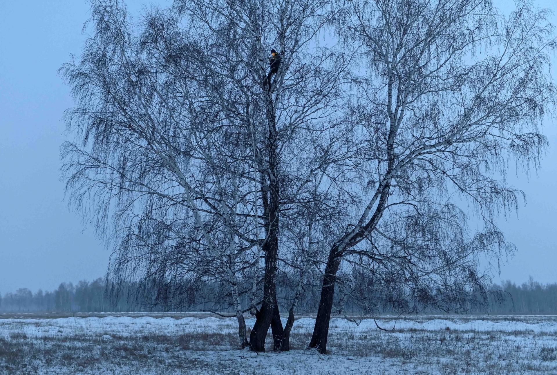 A man is photographed at the top of a tree in a field covered with snow.