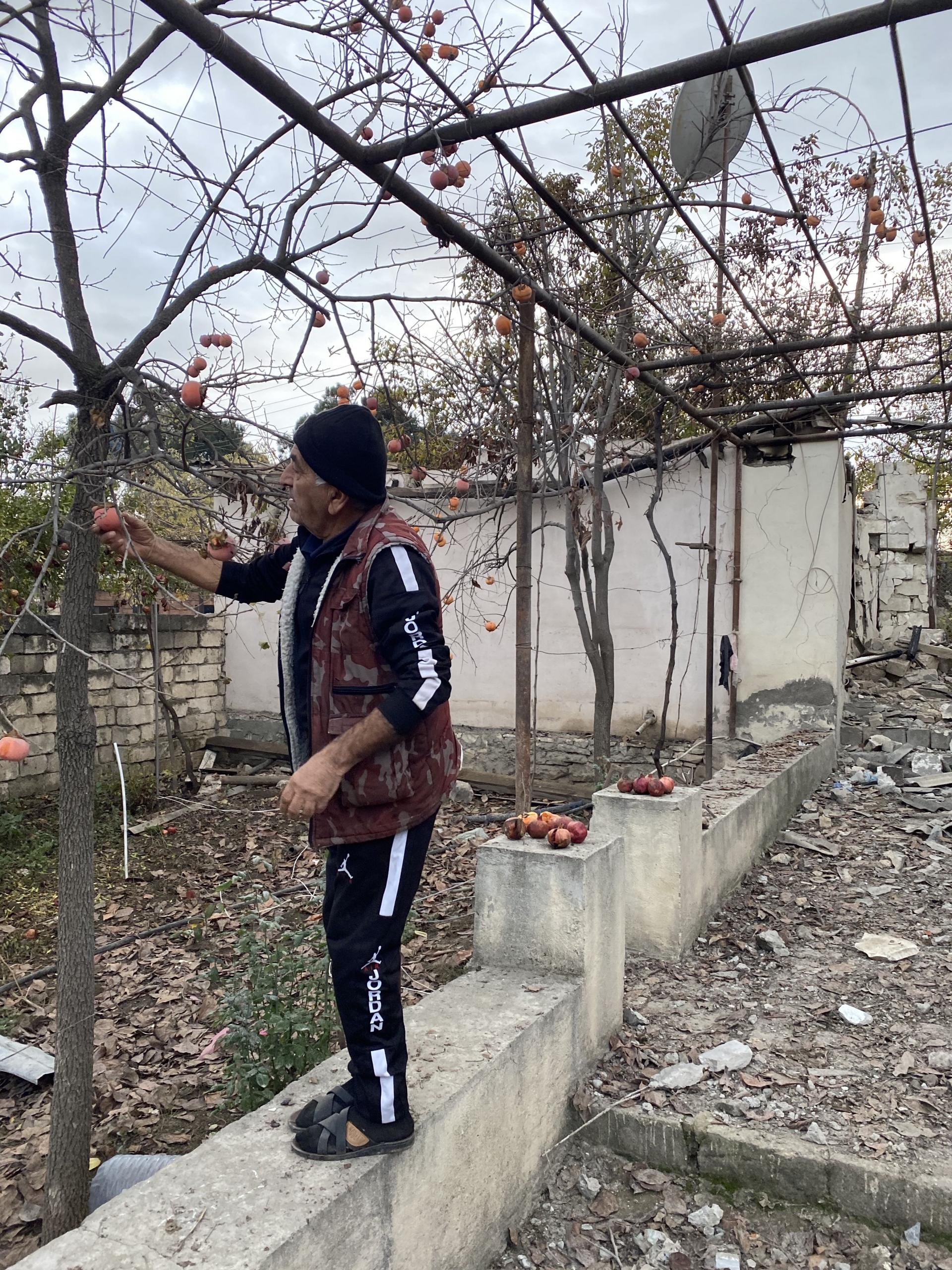 Levitan Danielyan, 68, picks some persimmons from his garden in the Armenian town Martuni around the wreckage from a nearby shelling.
