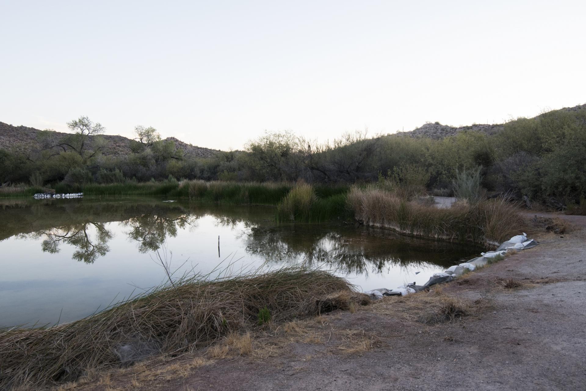 This past summer, towering steel barriers started going up across O’odham sites like Quitobaquito Springs, a desert water source and man-made pond that has been part of Hia C-ed O’odham communities long before Spanish colonialism.