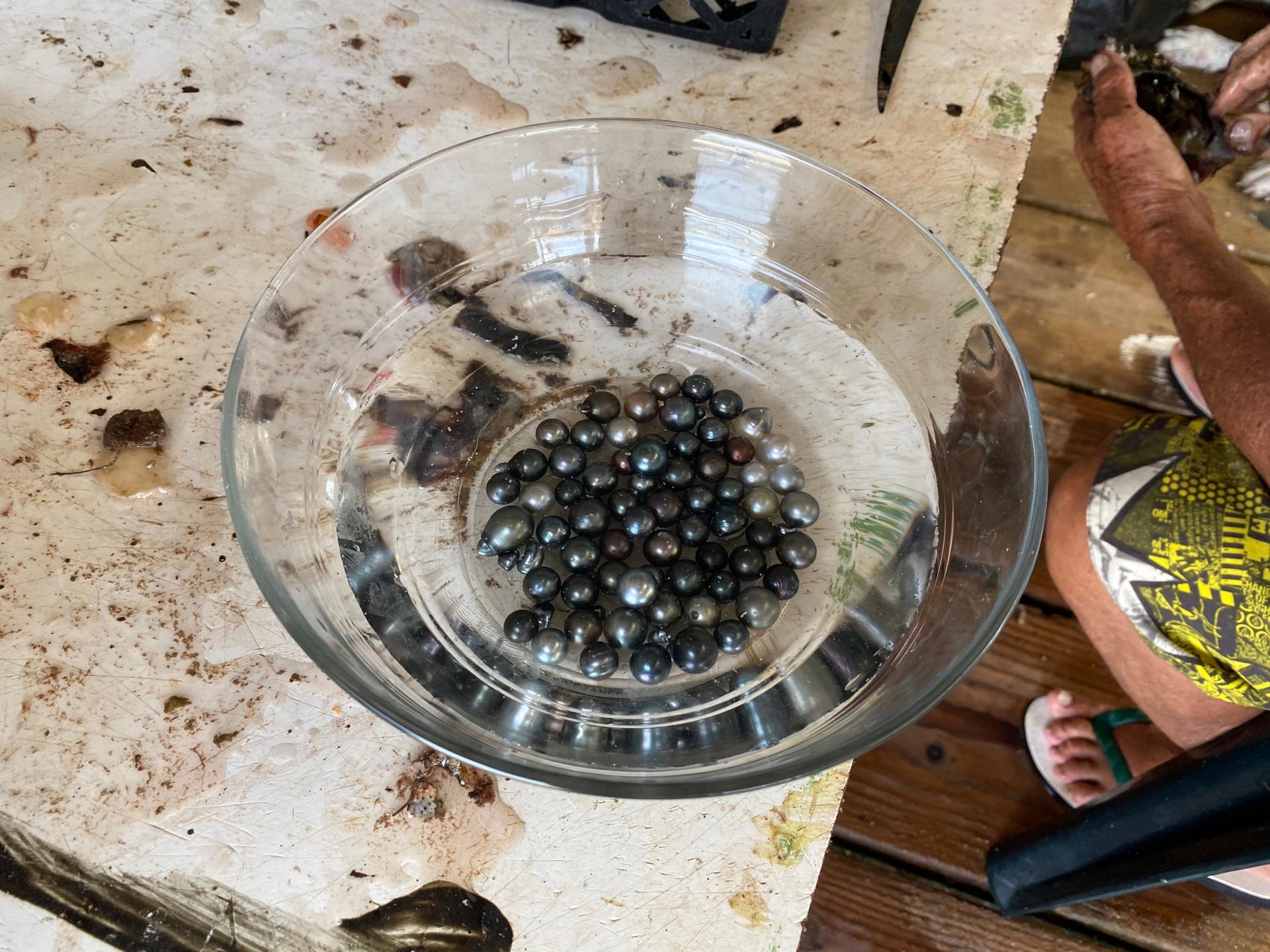 Newly harvested, cultured pearls sit in a bowl waiting to be cleaned again, and then counted and sorted. Kamoka Pearl Farm owners say they can sell a single pearl for $5 to $10,000 depending on a pearl's size, shape, quality and luster. 