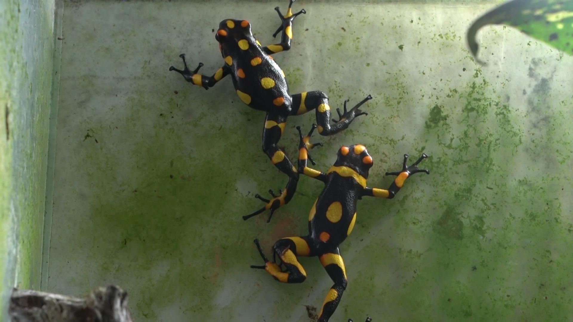Yellow and black tiny frogs