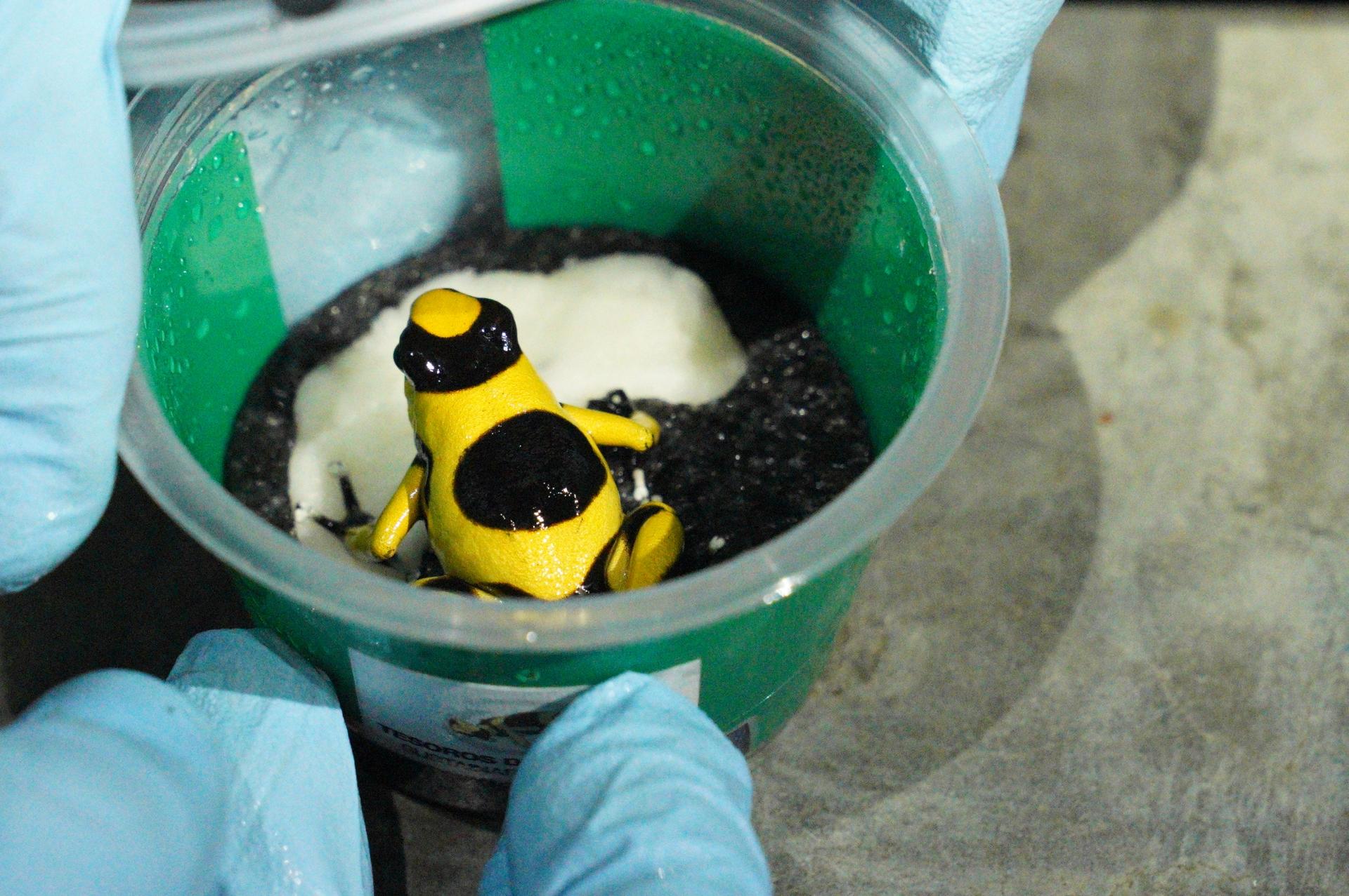 A yellow frog with black dots in a plastic cup