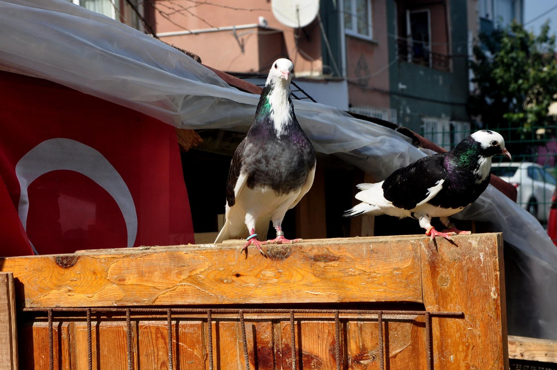 After lunch, a pair of Yalcın Karcı’s pigeons sit and observe the visitors. 