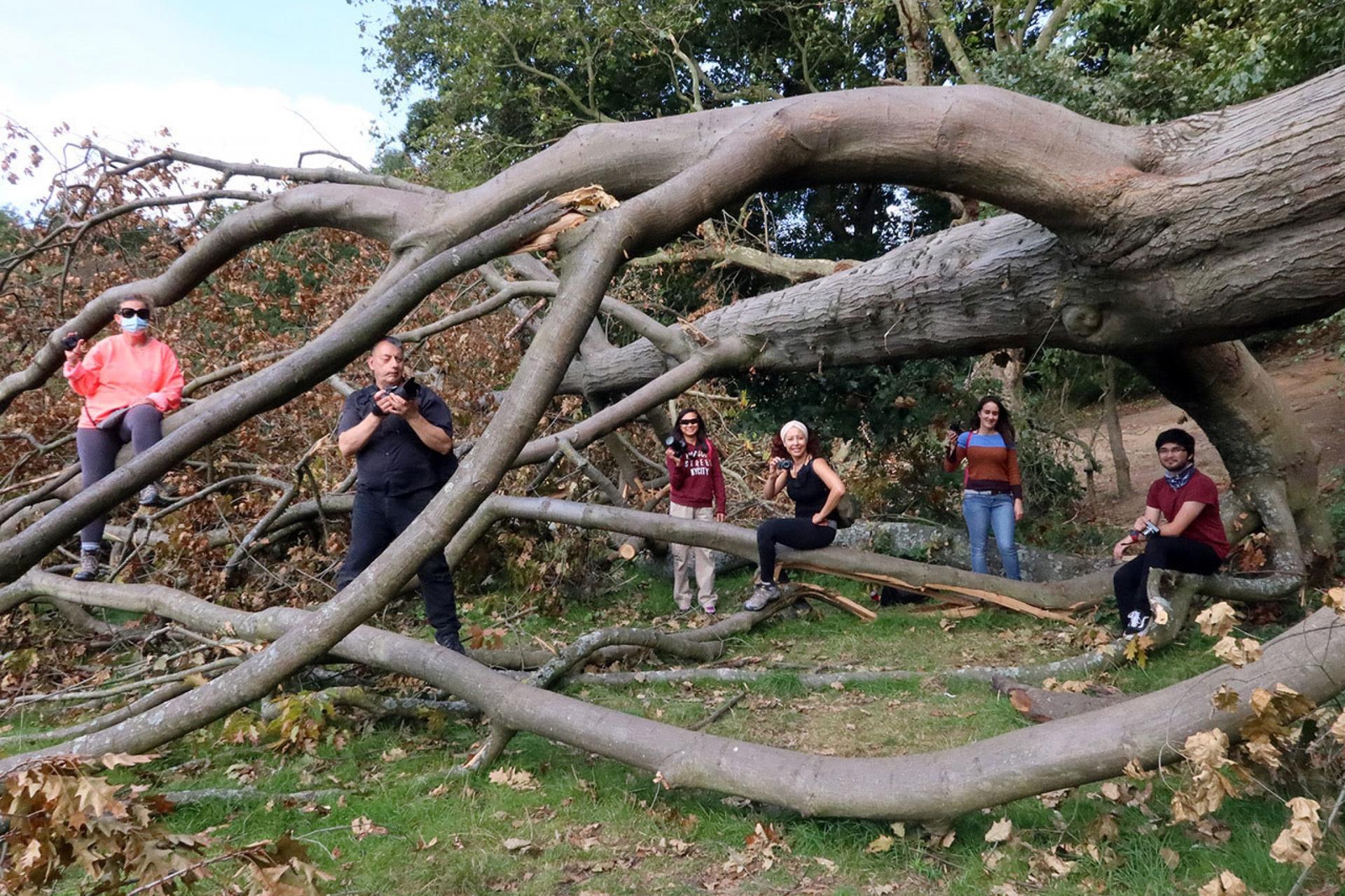 A small group of people are shown standing near or siting on a large tree that has fallen over, each holding a camera.