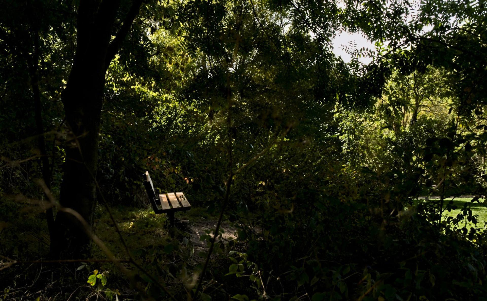 A single wooden bench is shown surrounded by trees and looking out to where bright light is showning.