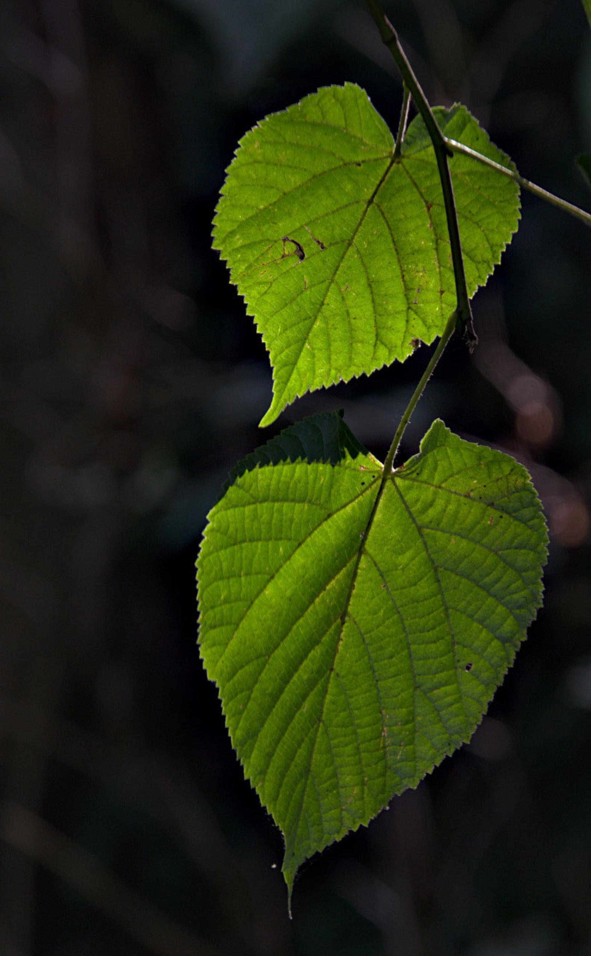 Two small green leaves are shown while the rest of the photograph is dark.