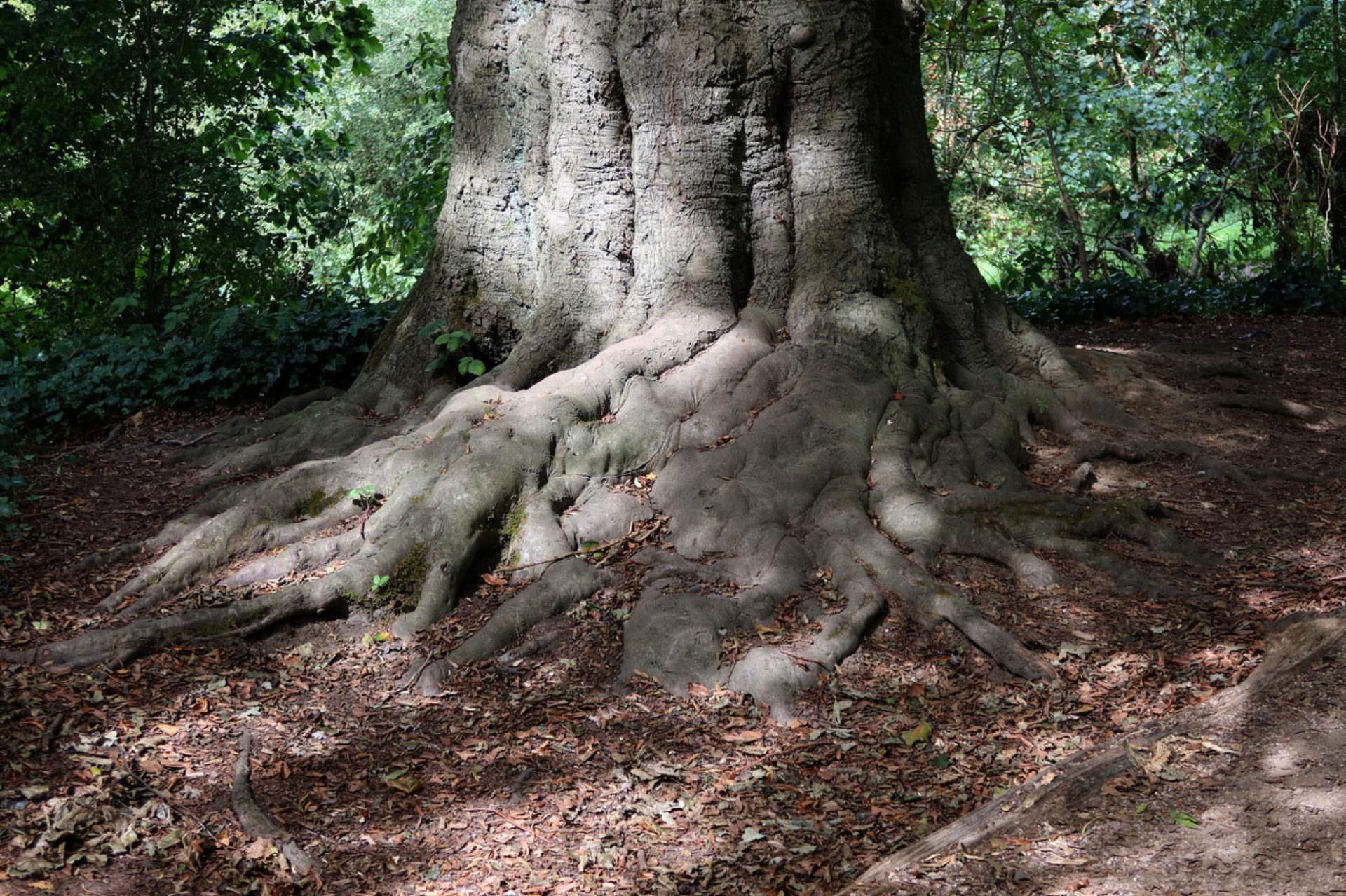 The large trunk of a tree is shown with several of the roots reaching down into the ground.