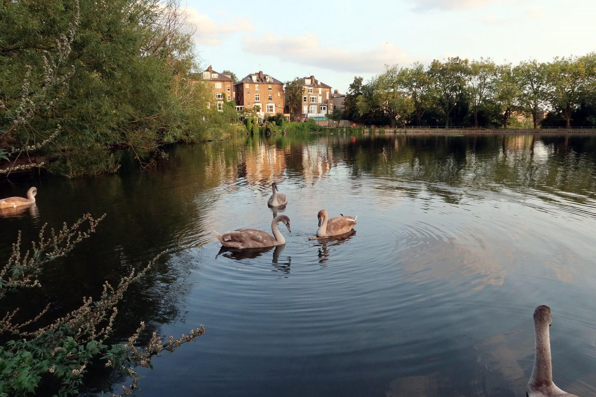 Several swans are shown in a small body of water with trees all around and three brick houses in the distance.