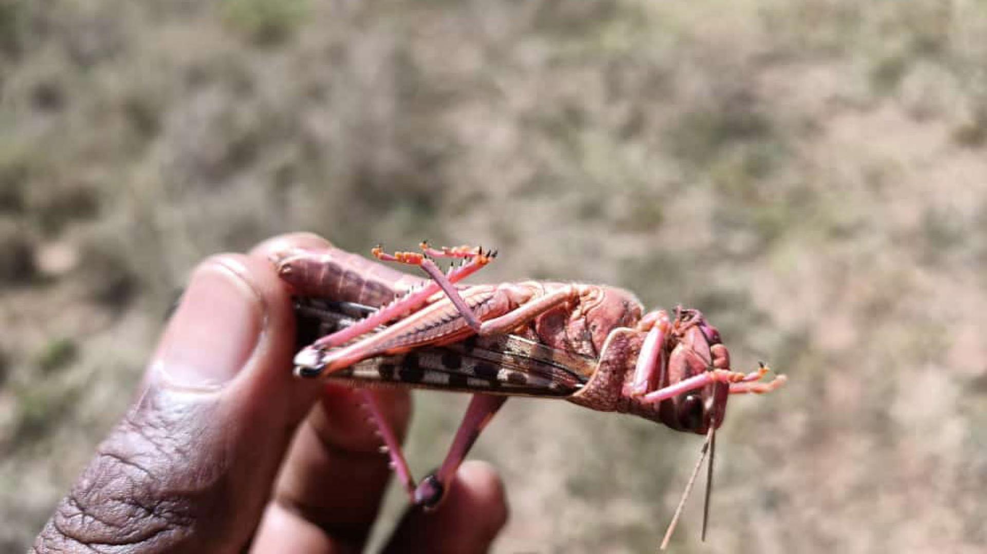 A hand holds a locust up-close. 