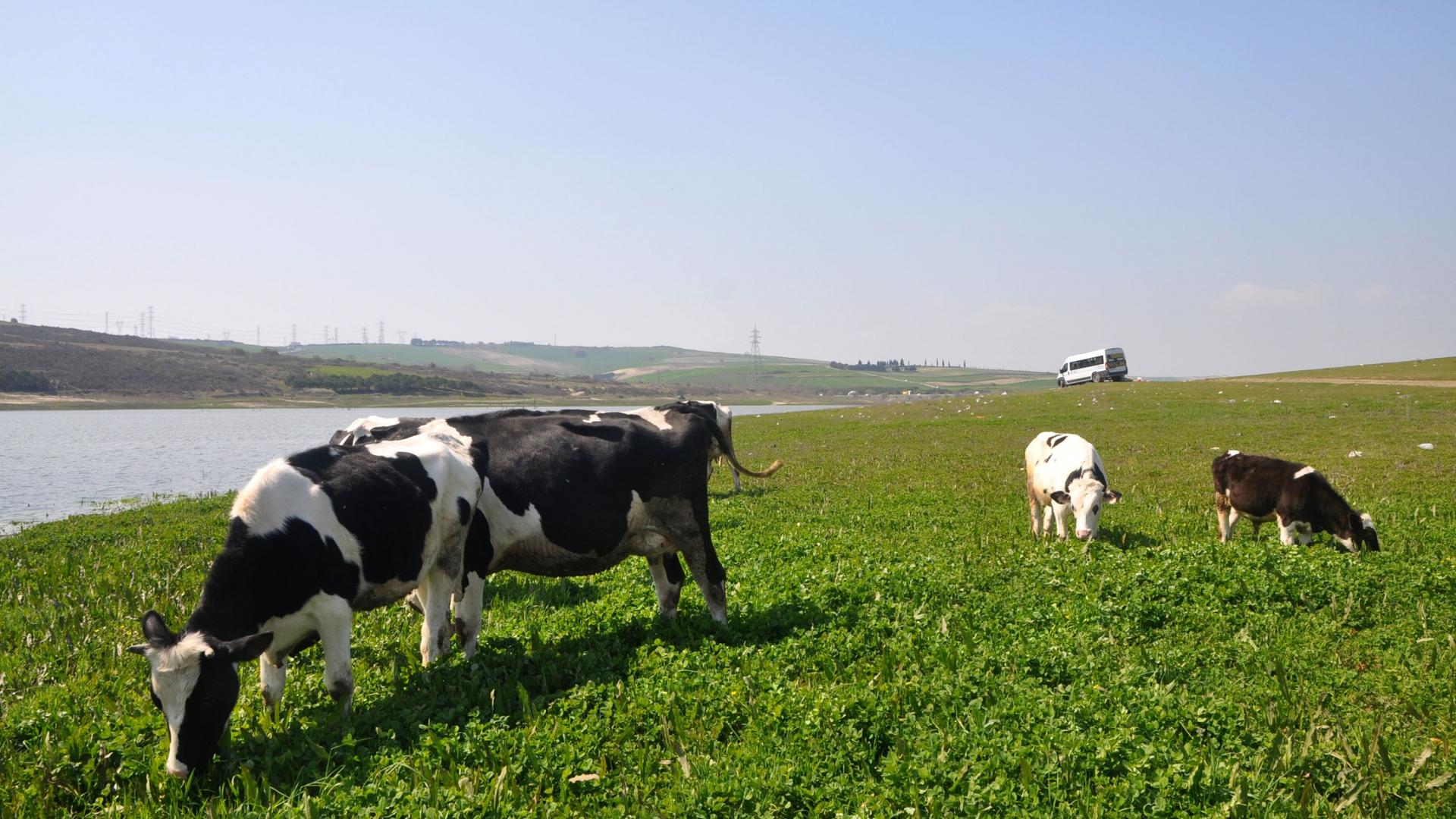 A few cows graze on green grass along a river in daylight hours. 