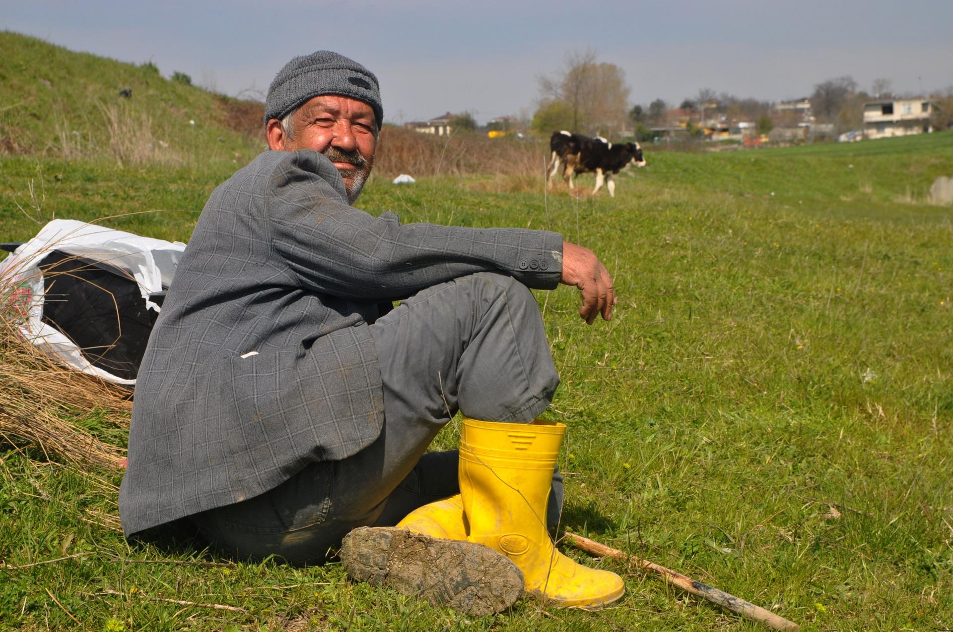 A man wearing a suit and yellow boots sits on the grass near grazing cows. 