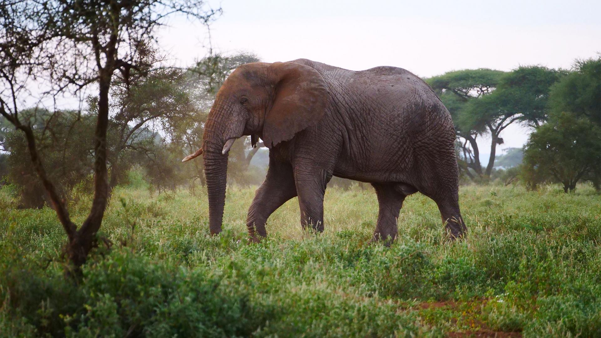 A large elephant among green trees and green grass