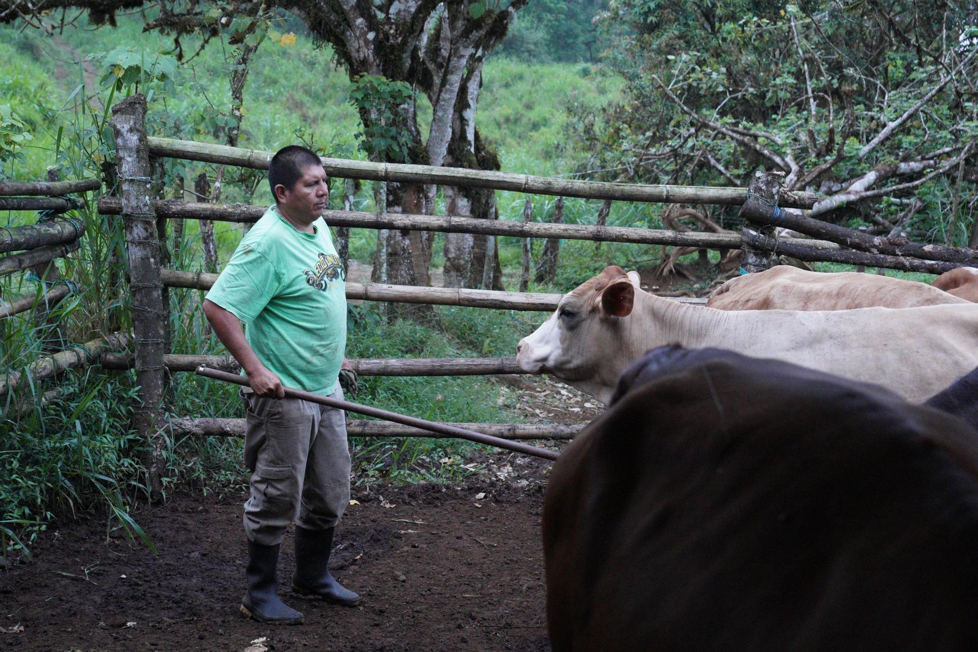 Javier Cando gets ready to milk his cows early in the morning on May 6, 2021. Due to the pandemic, Cando has had to switch from working as a guide on the Galápagos Islands to milking cows on his family's farm.