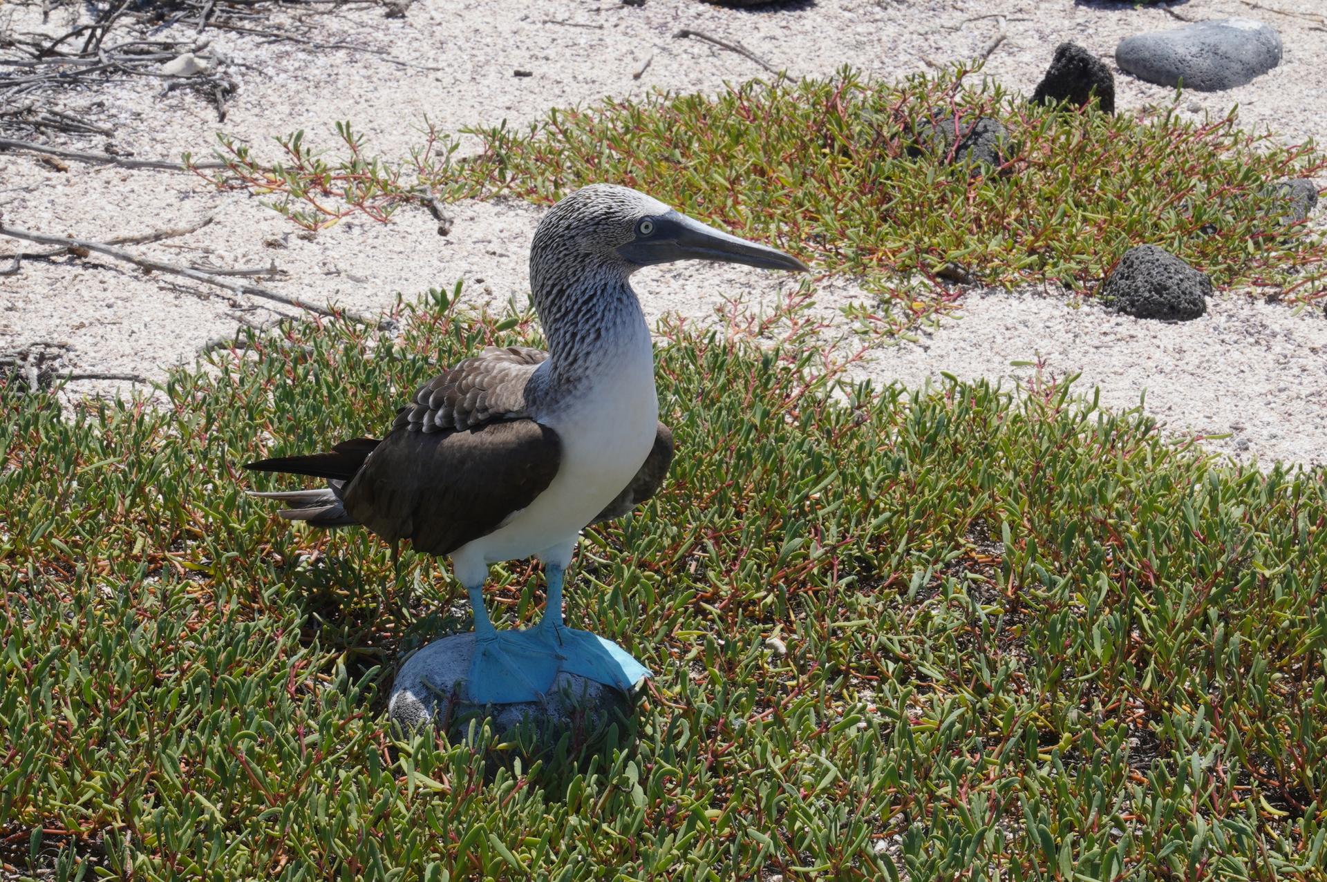The blue-footed booby is a tourists' favorite on the Galápagos Islands.