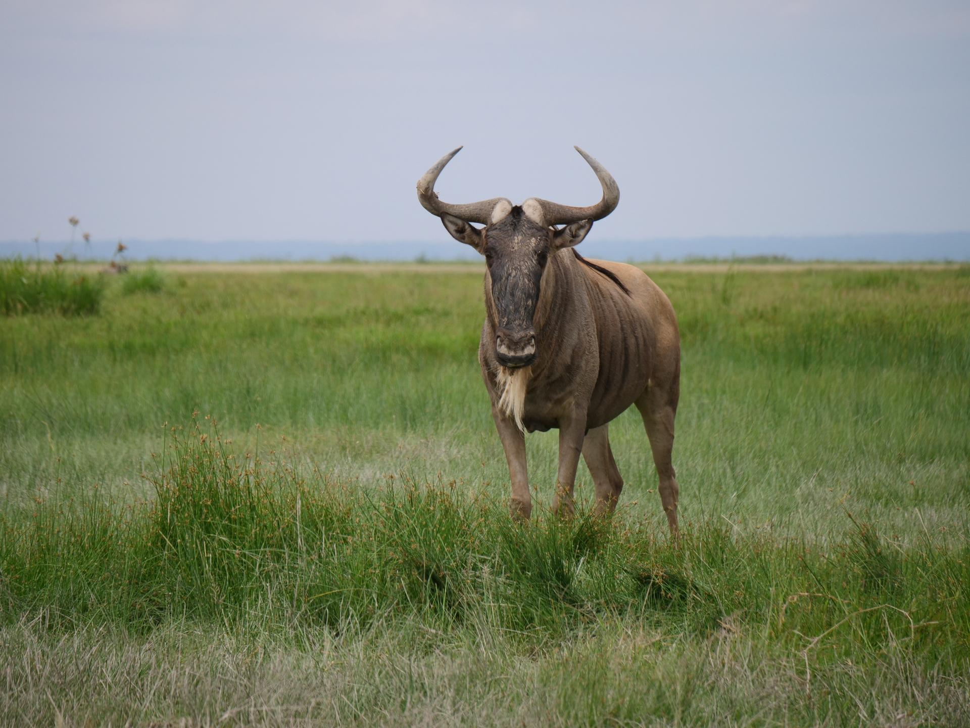 A wildebeest stands in the middle of a grassy field