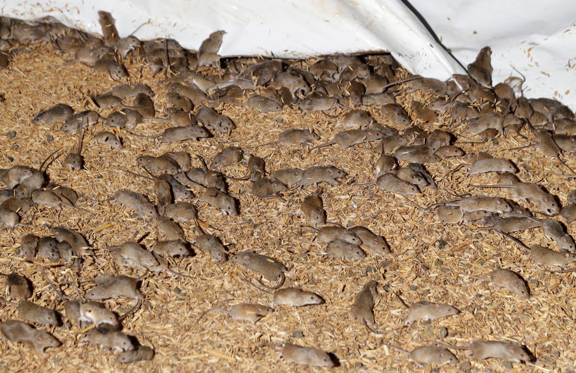 Hundreds of mice are shown running around, over taking portions of a farm grain storage building.