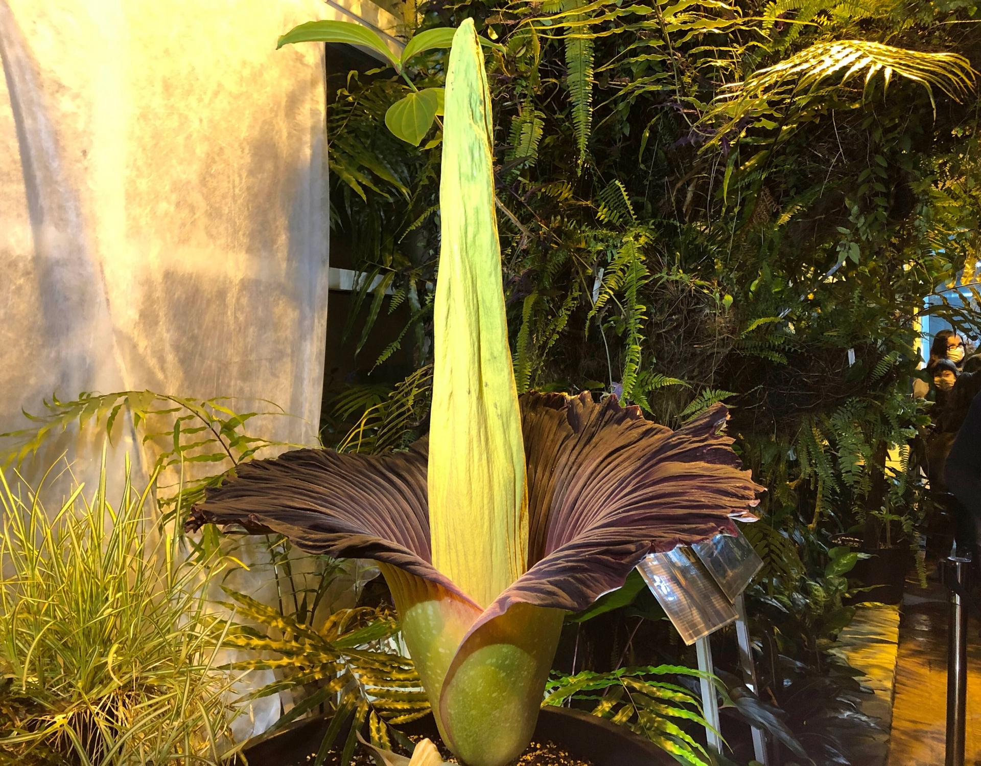 The tall yelllow blossom of the corpse flower is shown with purple, brown and green leaves.