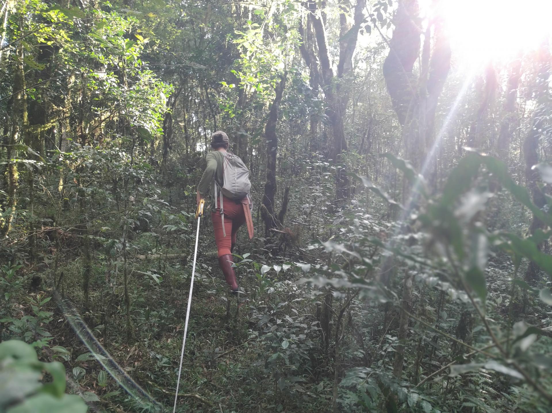 Brazilian researcher Flavia Oliveira in the forest 