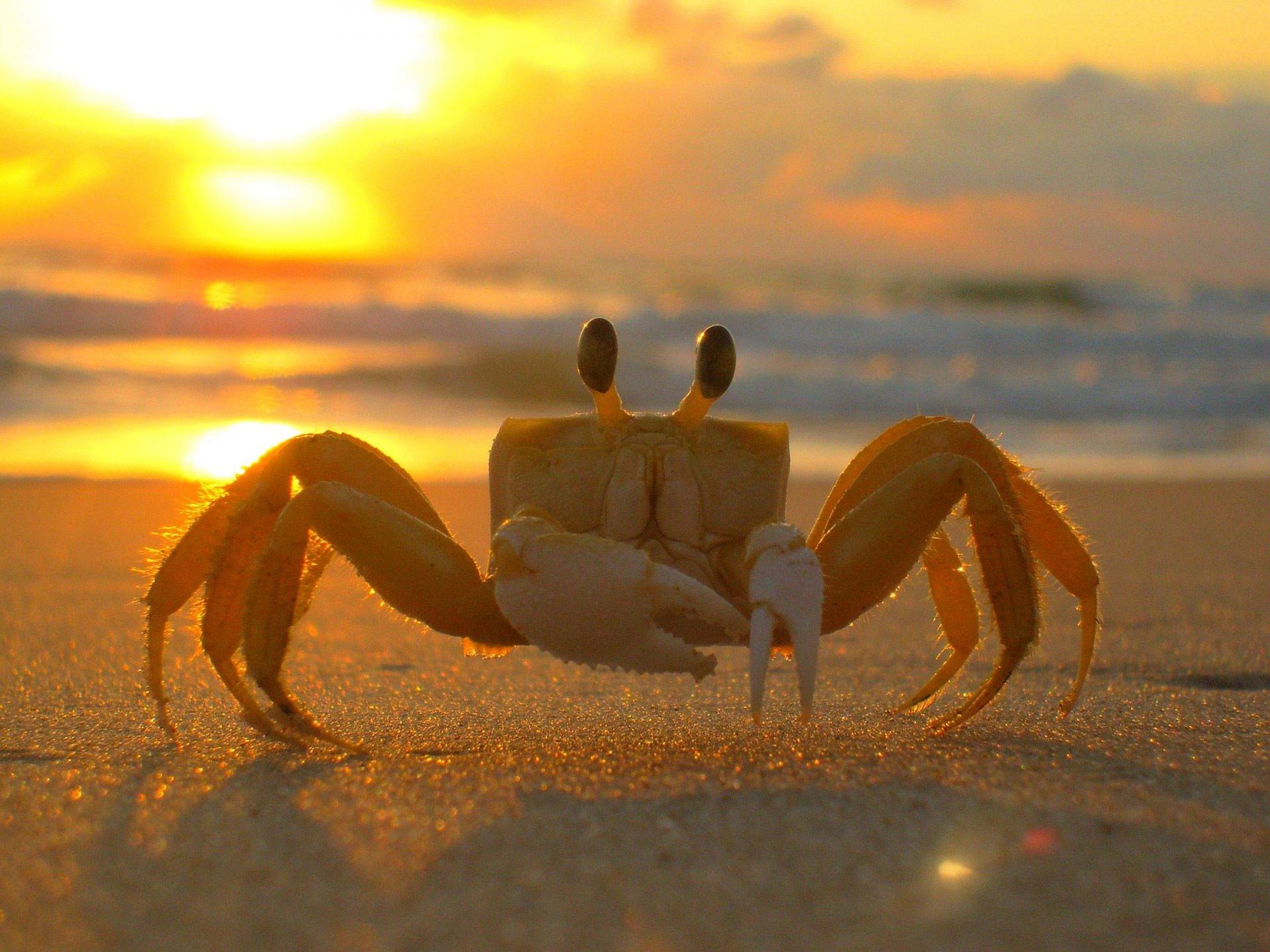 A crab during sunset. 