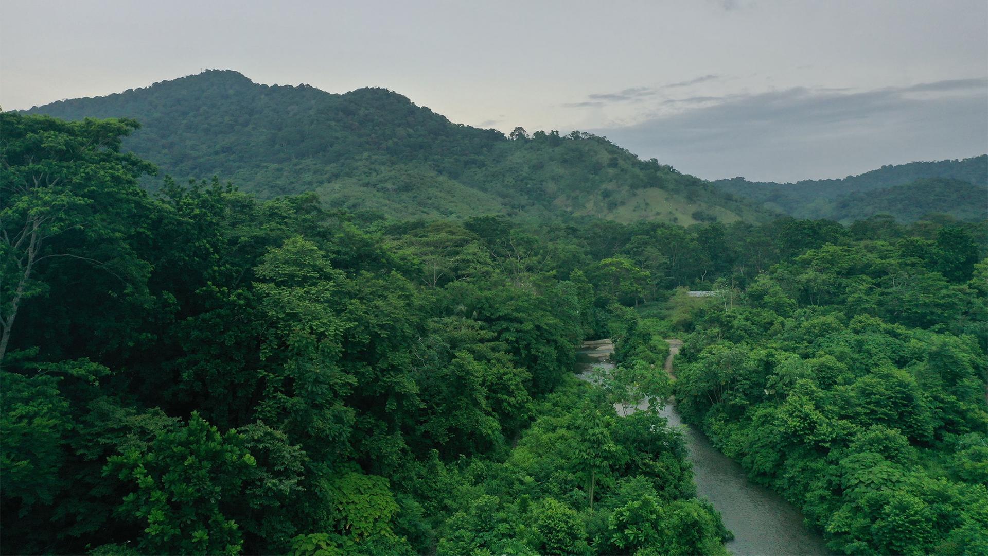 Aerial view of the green vegetation of the Darien jungle