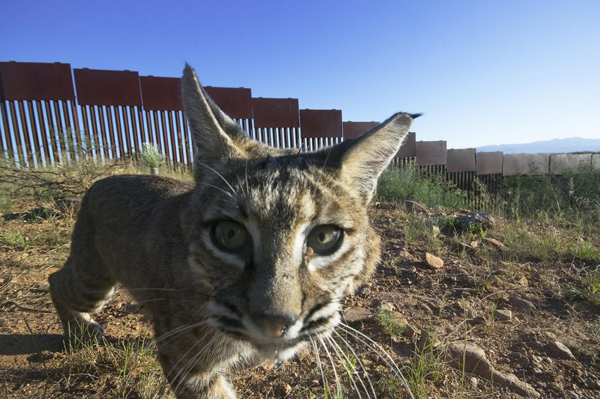 A bobcat is shown looking directly into a camera with the US-Mexico border wall in the distance.