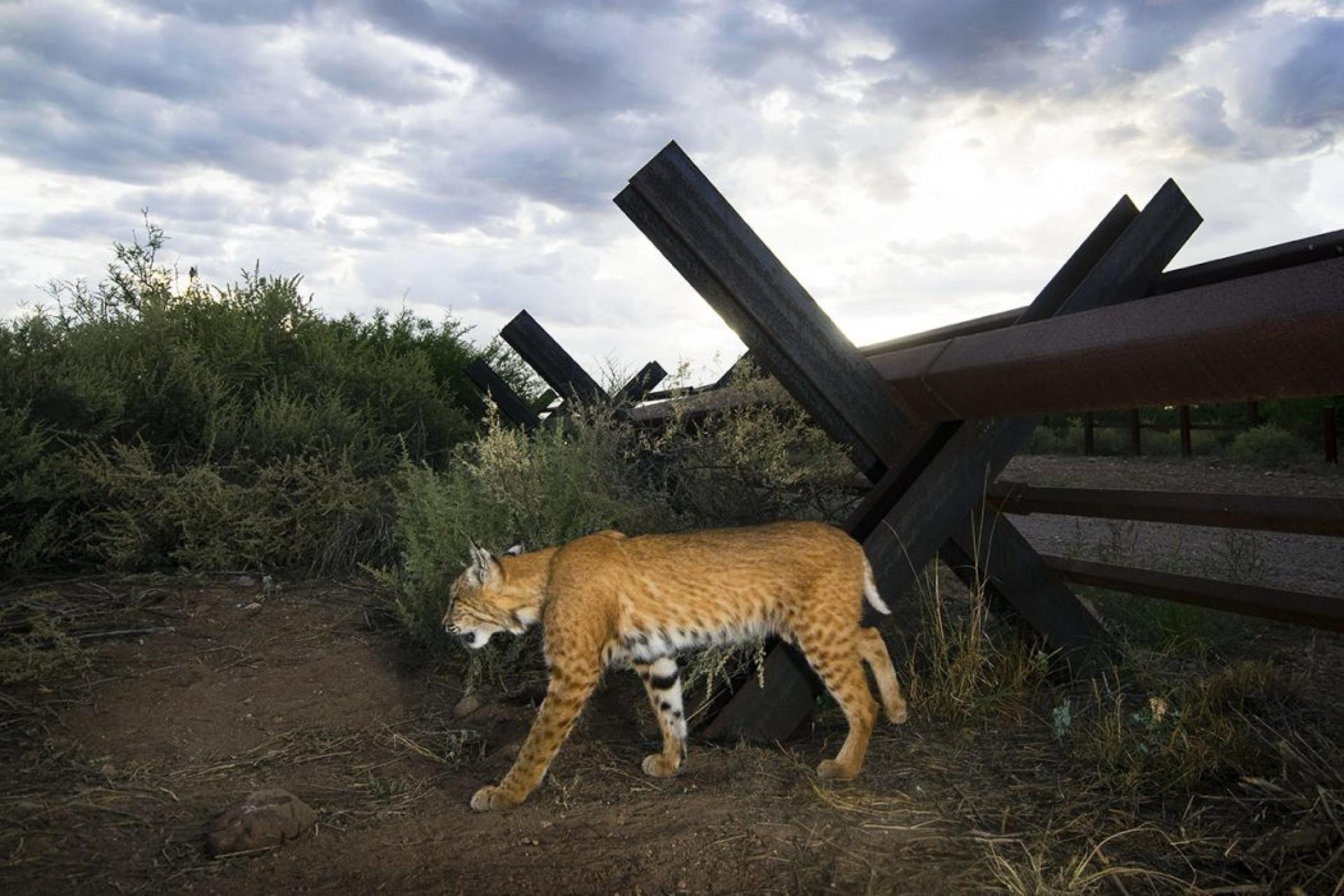 A bobcat is shown walking near a permeable metal section of the US-Mexico border.