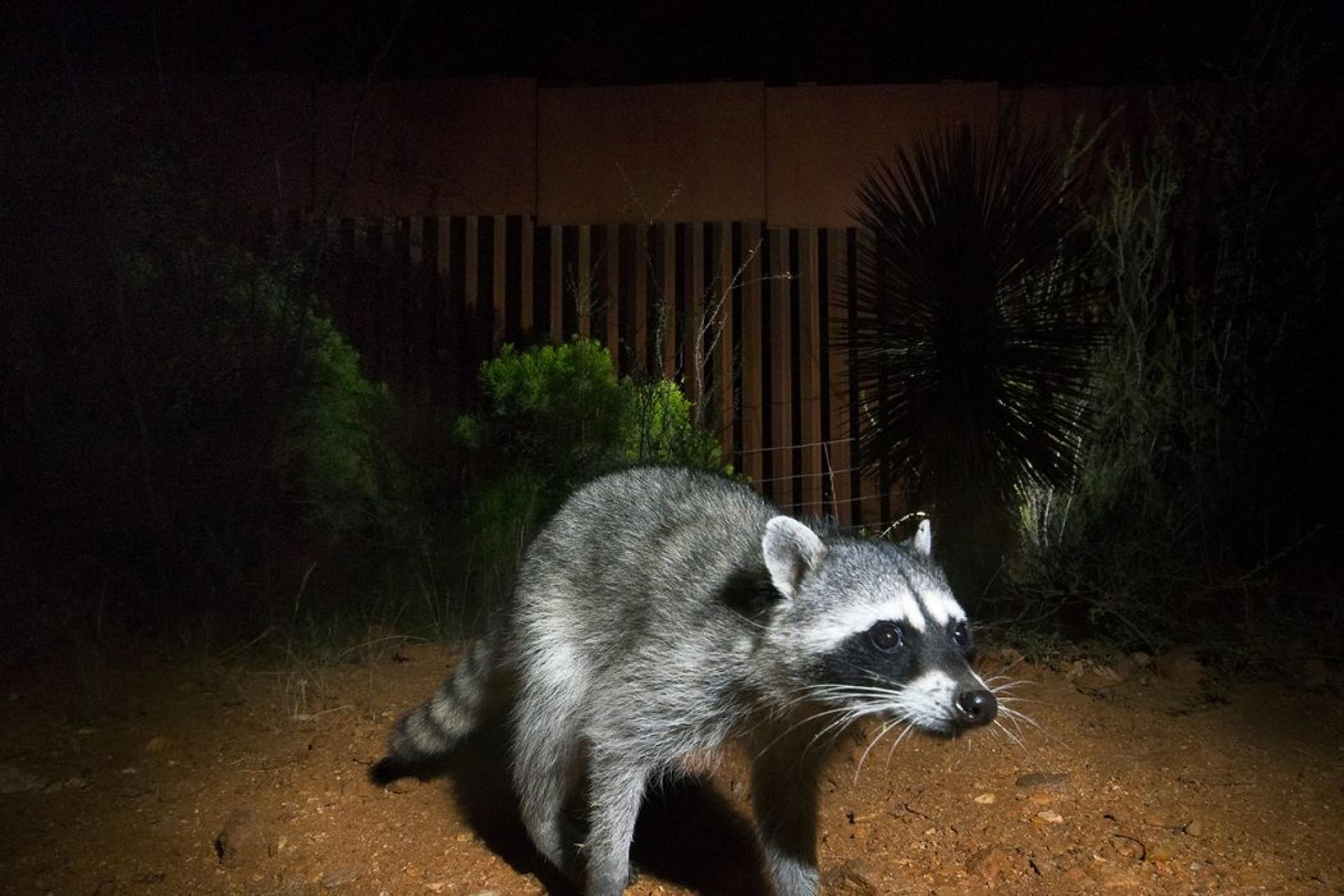 A racoon is illuminated by flash and walking near the US-Mexico border.