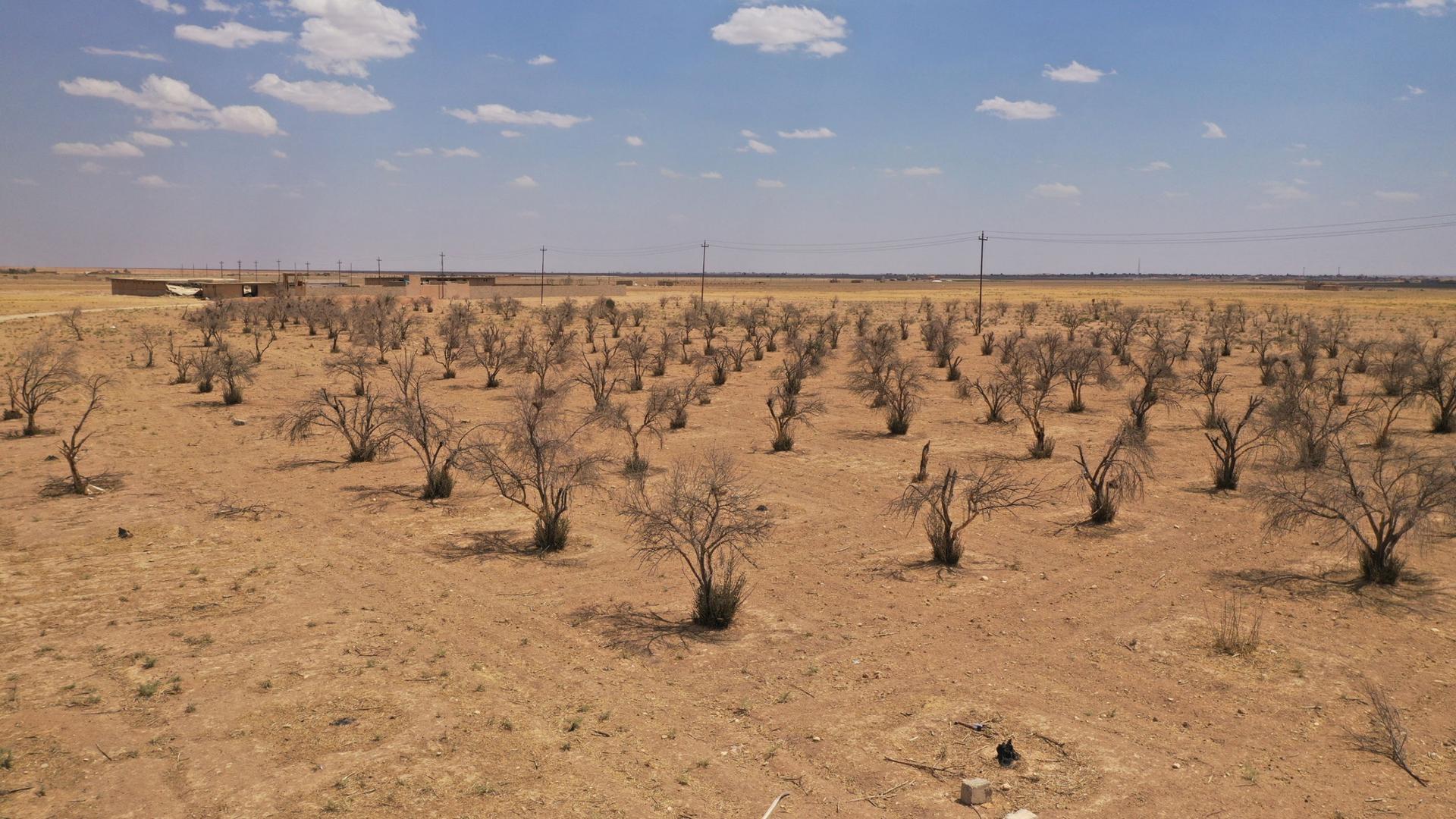 Dry olive trees in Kuri Jami village, Sinjar, August 2021. 