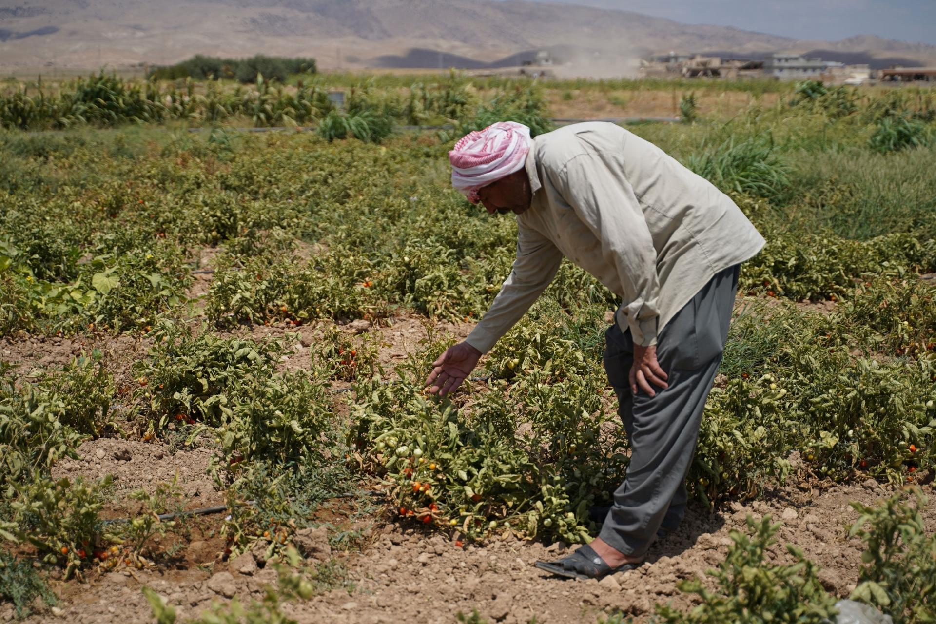 Haji Hassa at his farm, showing how the drought is impacting the farm and plants, Kuri Jami village, Sinjar, August 2021.