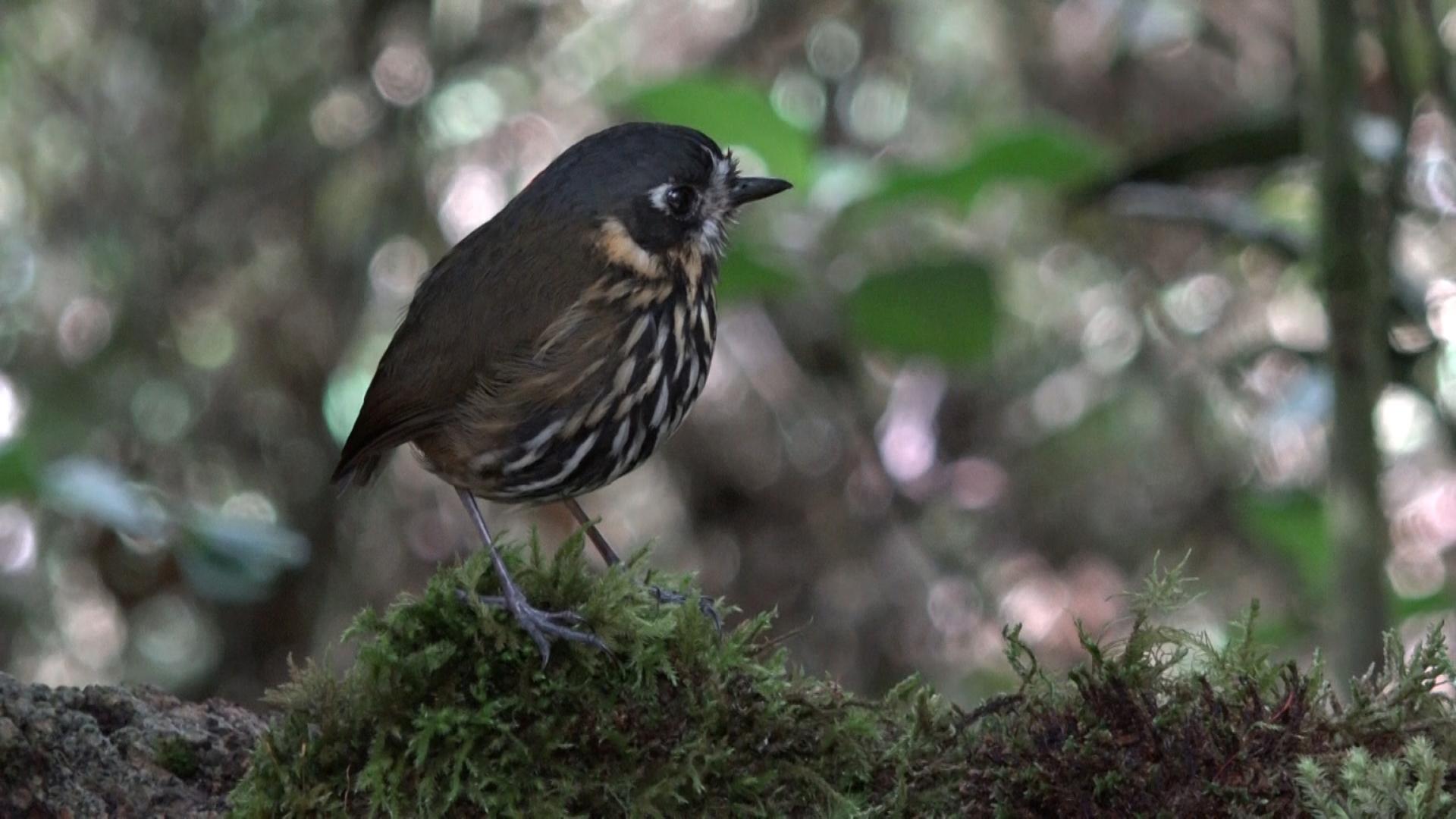 A crescent-faced antpitta at Hacienda El Bosque in Colombia. The bird dwells on the forest floor and is extremely hard to spot. Hacienda El Bosque is one of the only places where it can be seen on a regular basis.