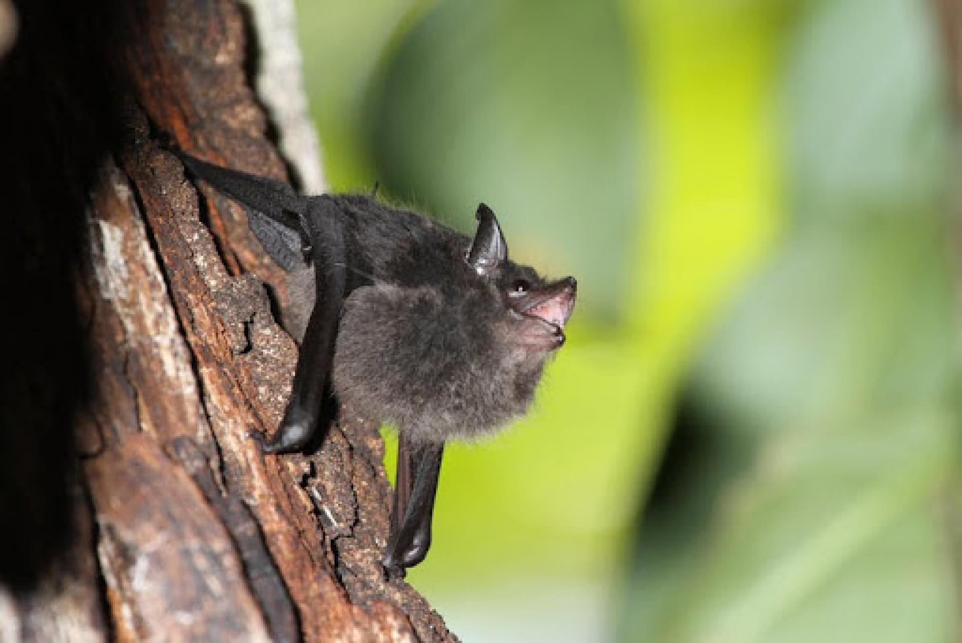 A greater sac-winged bat pup babbling in its day roost.