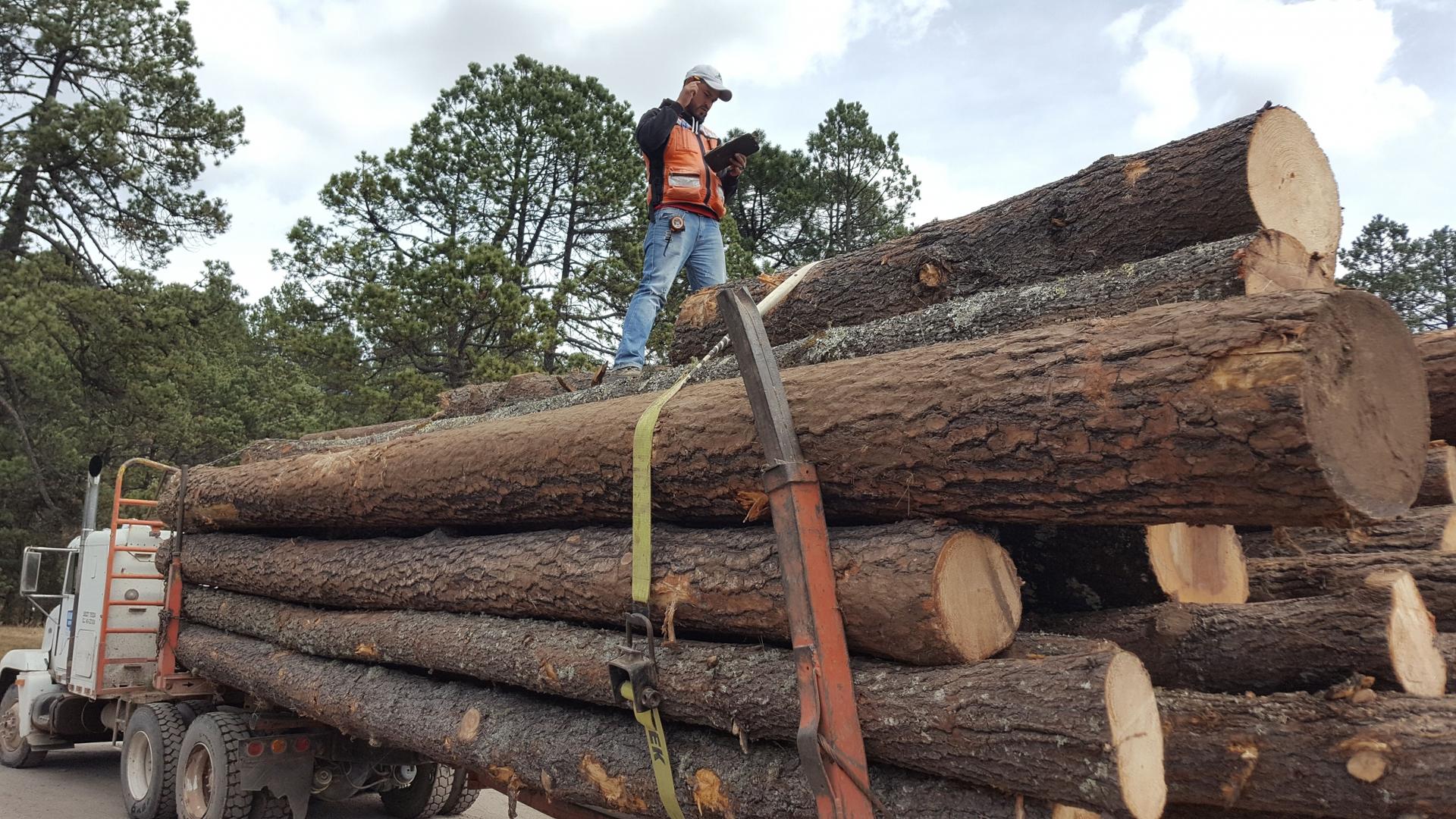 Logs loaded onto a truck
