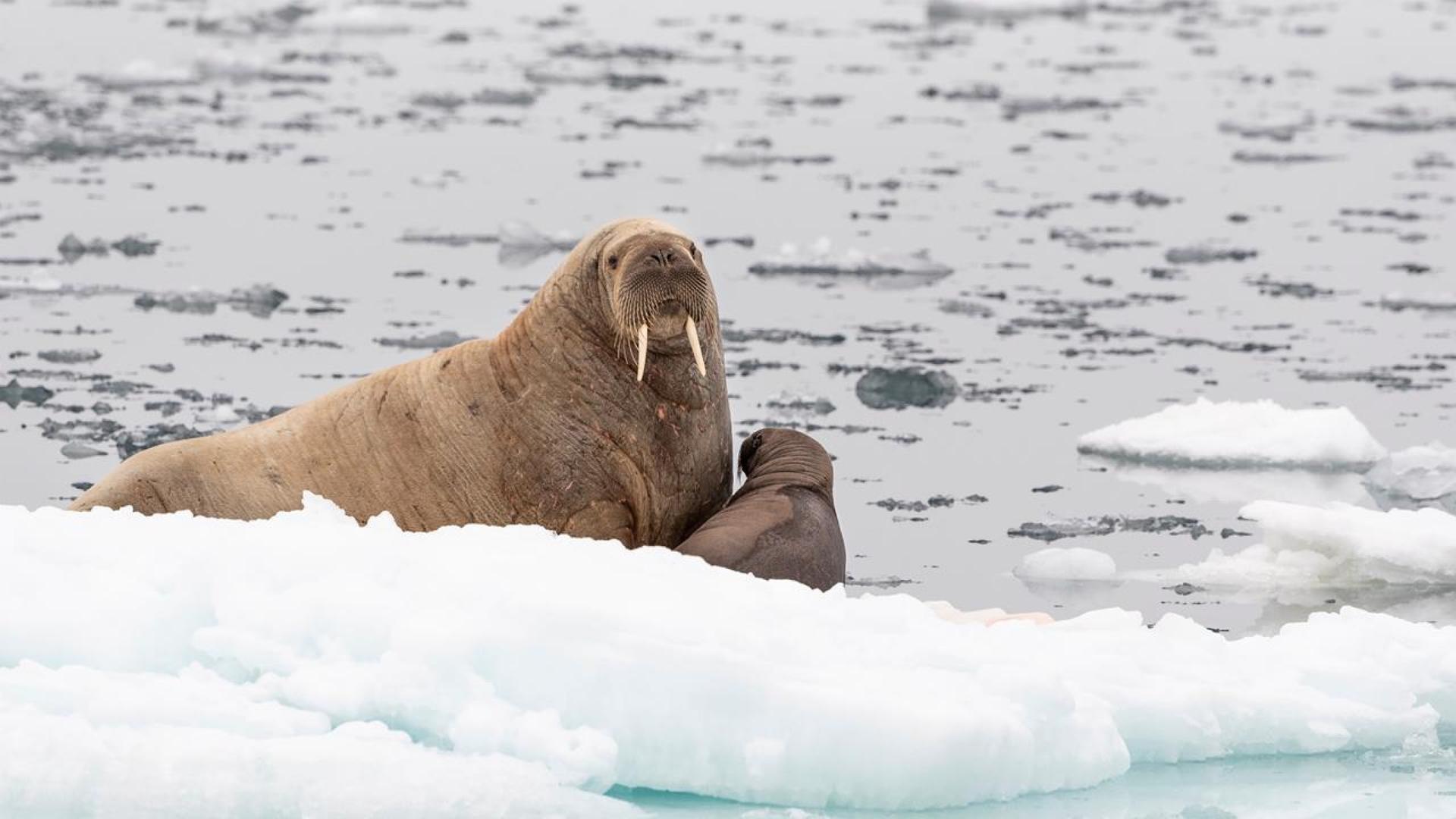 A female Atlantic walrus and her young offspring on an ice floe, Norway.