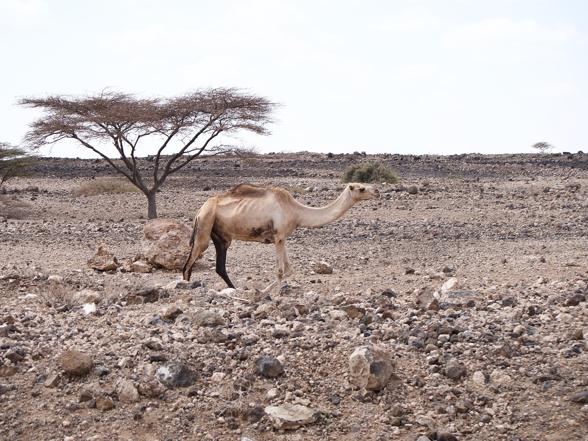 A thin, sickly camel trudges along in the heat in the drought-affected Marsabit County, Kenya, Nov. 3, 2021.