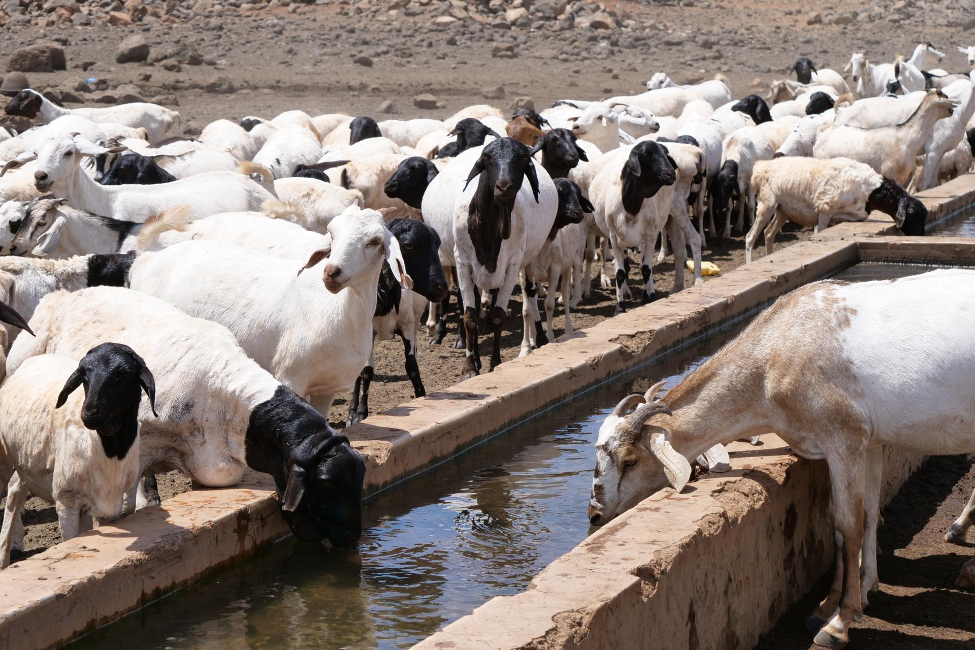 Animals drink from water sourced from a borehole in Marsabit County. Local herders say some have collapsed on the way as the distance between pasture and water grows, Nov. 3, 2021.