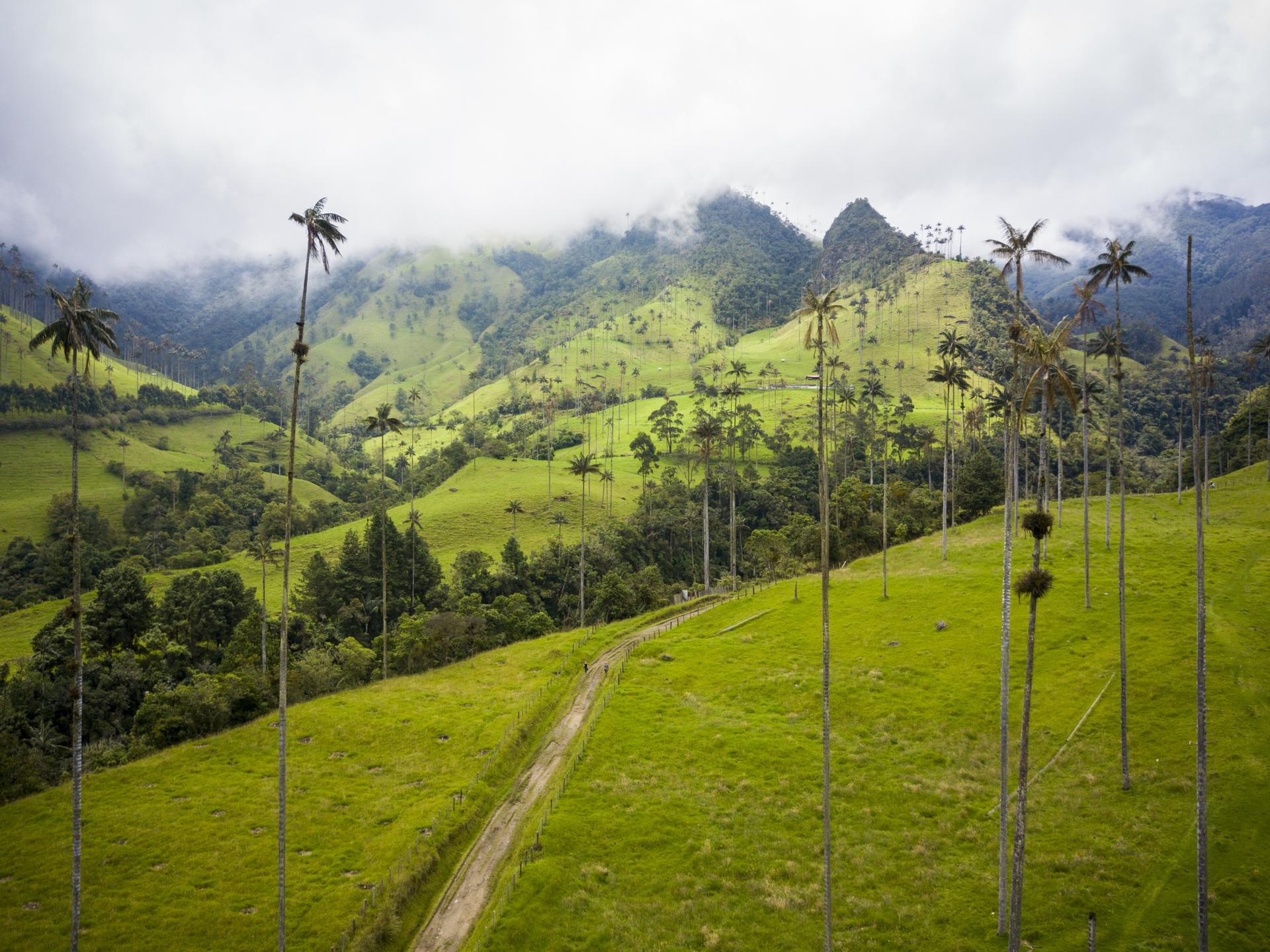 The Cocora valley in the Colombian province of Quindio inspired the landscapes in "Encanto."