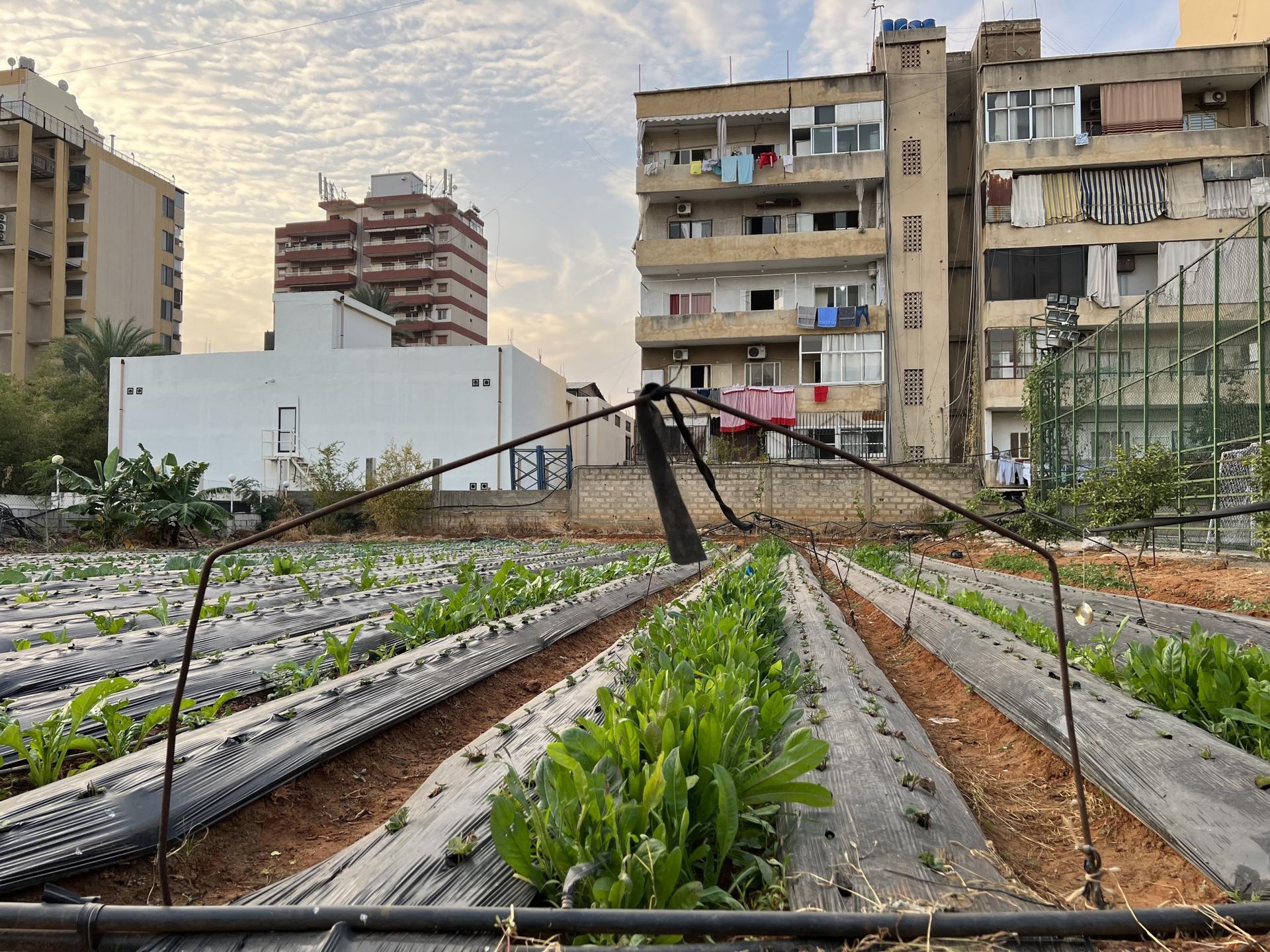 Hanna Mikhael, who is experimenting with ways to help people become more self-sufficient, showed an example of what urban farming can look like in Beirut.