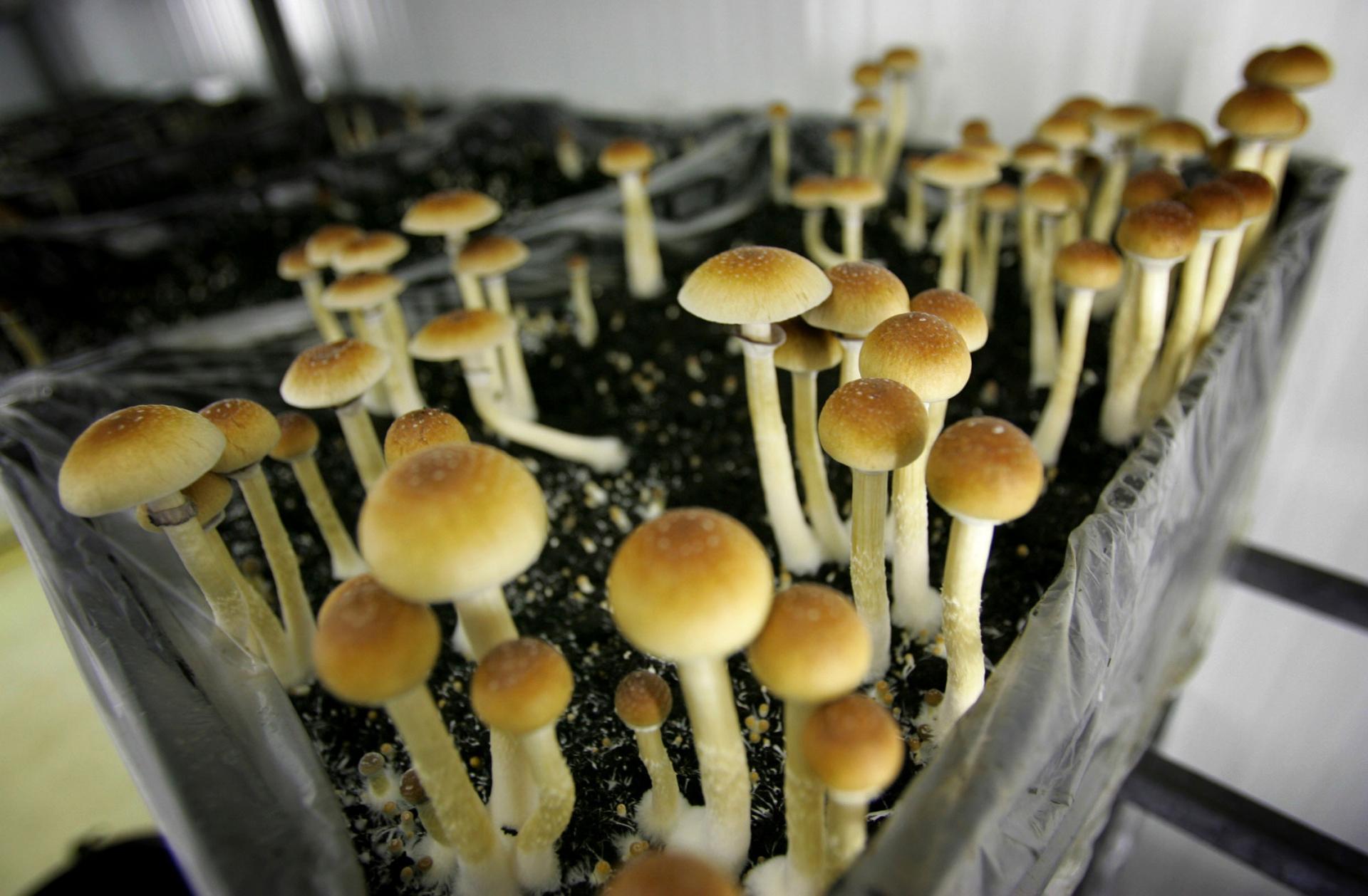 In this Aug. 3, 2007, file photo, psilocybin mushrooms are seen in a grow room at the Procare farm in Hazerswoude, central Netherlands. 
