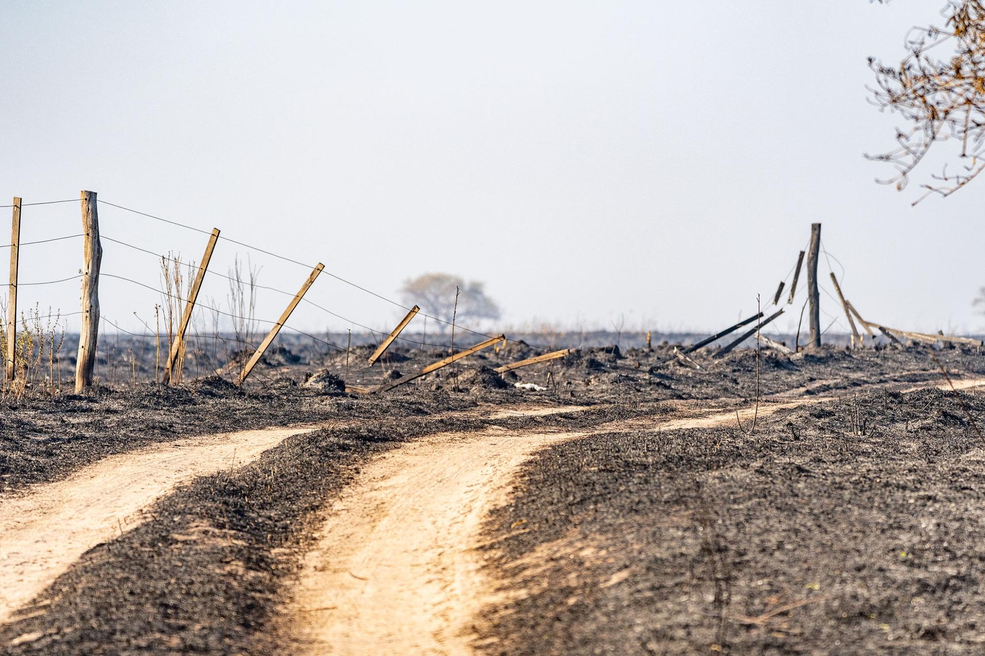 Fences burned down in parts of the Iberá wetlands in northern Argentina charred by wildfires